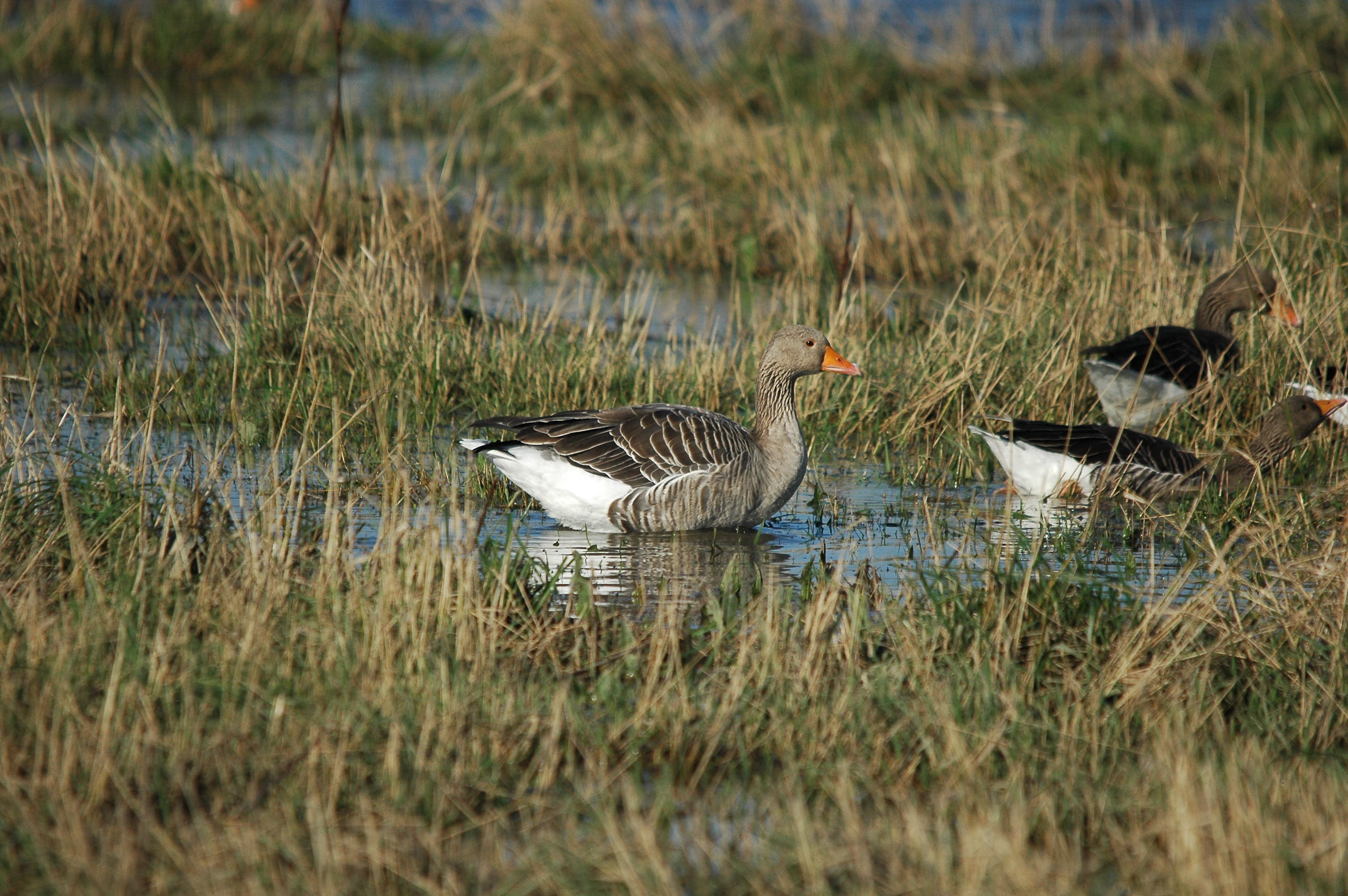 photos/wildlife/Bird_Species/029-Swans-Geese-Typical_ducks/0457-Greylag_Goose/DSC_3500.JPG