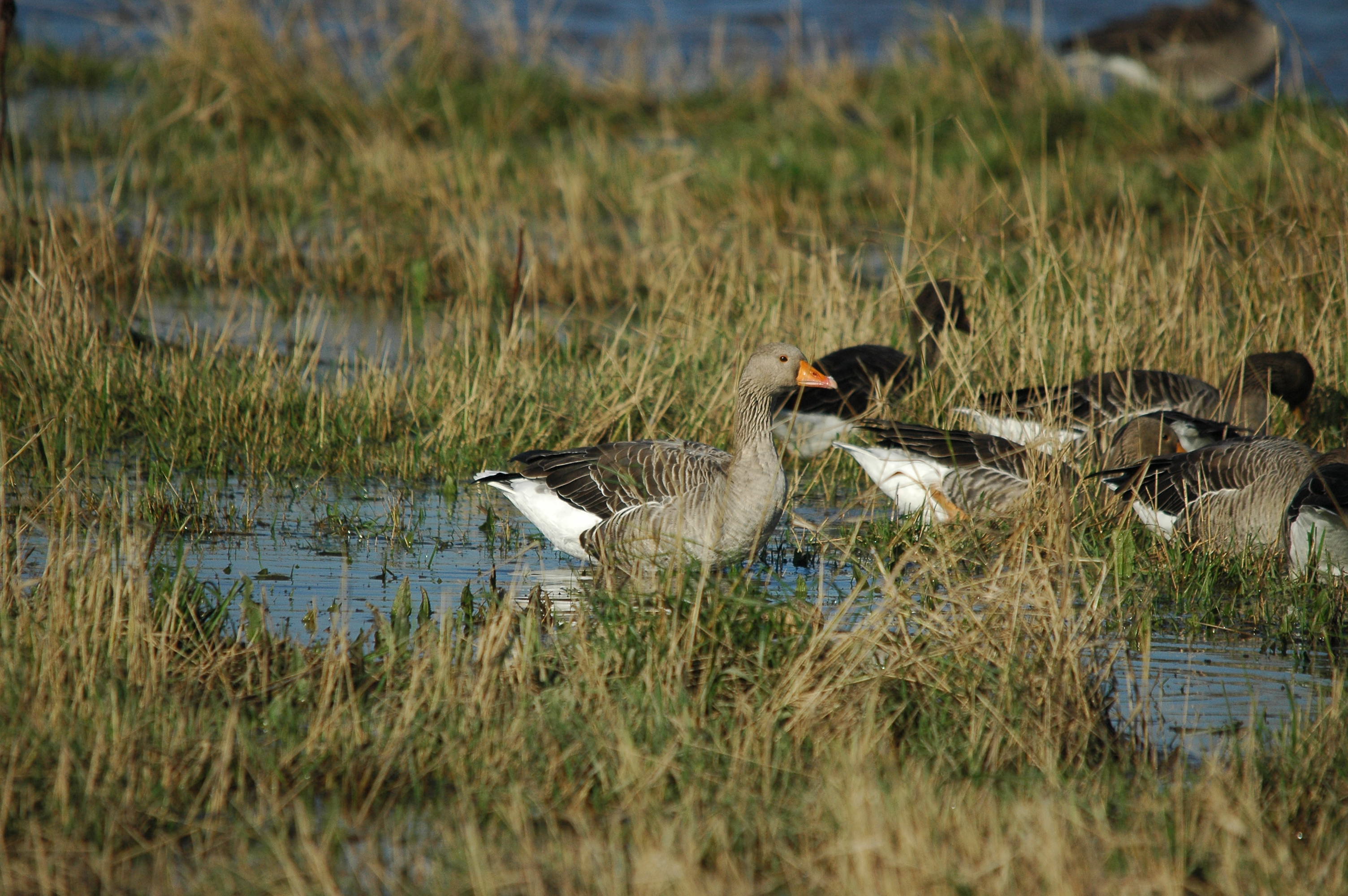photos/wildlife/Bird_Species/029-Swans-Geese-Typical_ducks/0457-Greylag_Goose/DSC_3501.JPG