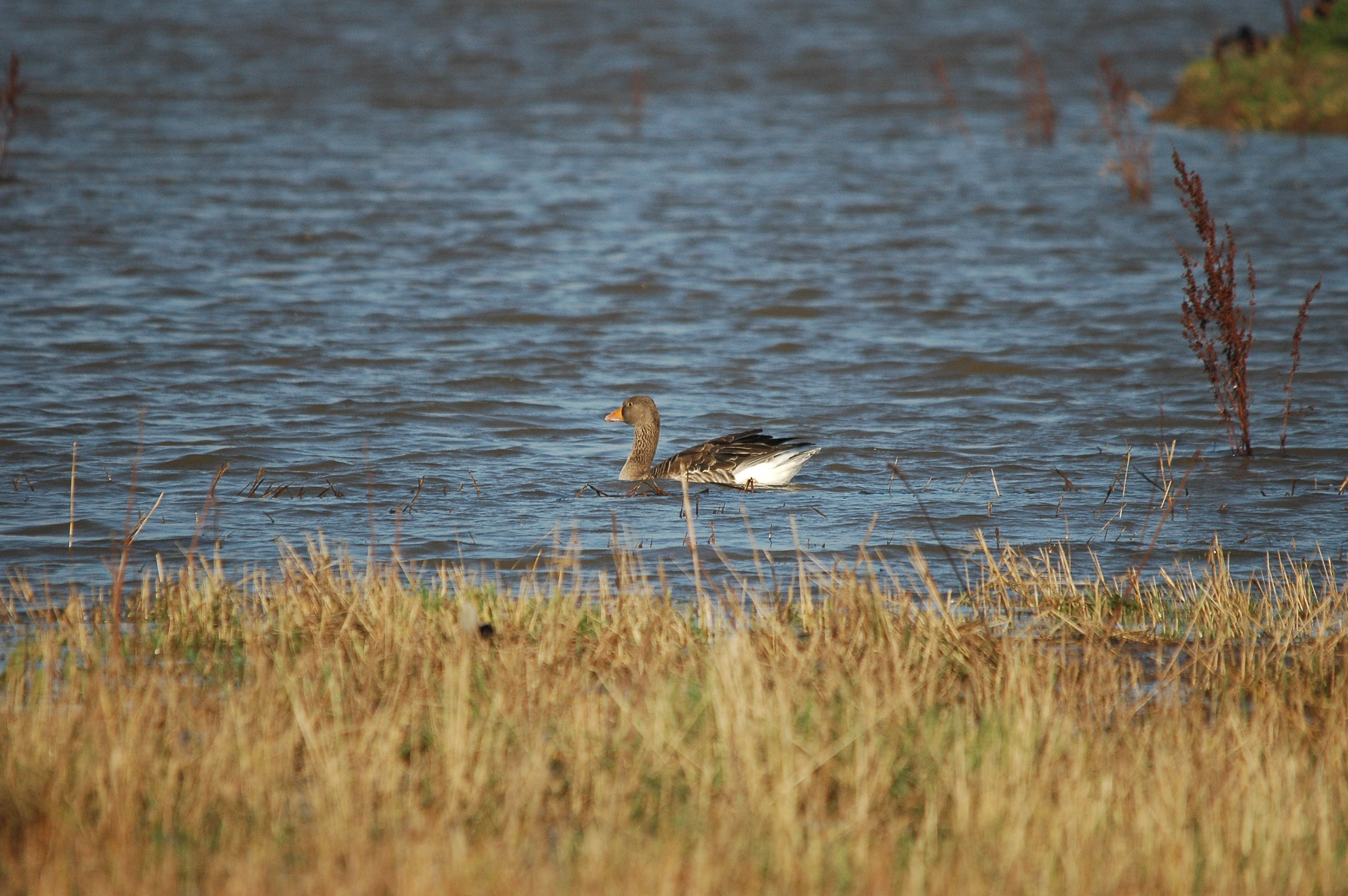photos/wildlife/Bird_Species/029-Swans-Geese-Typical_ducks/0457-Greylag_Goose/DSC_3522.JPG