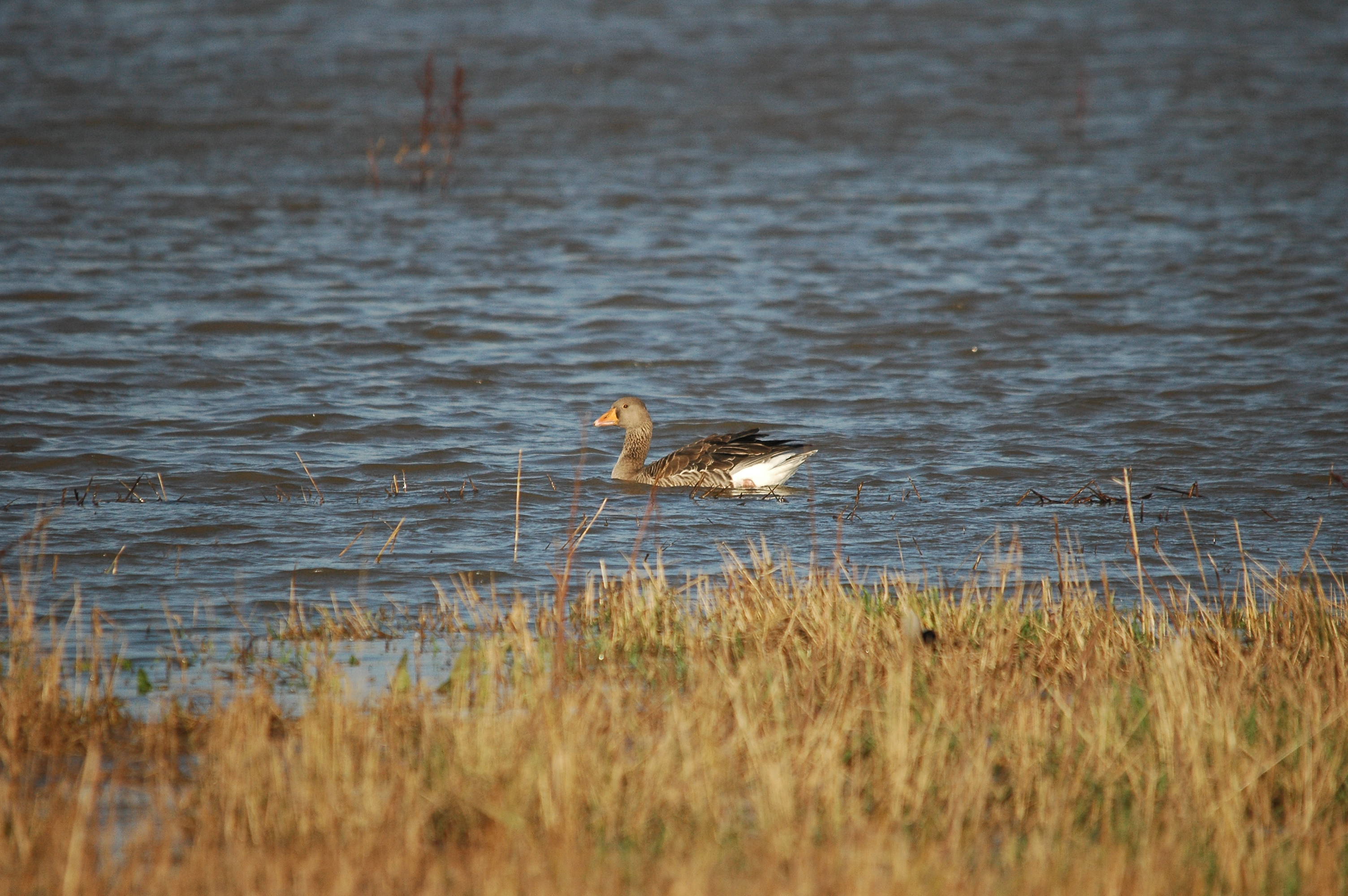 photos/wildlife/Bird_Species/029-Swans-Geese-Typical_ducks/0457-Greylag_Goose/DSC_3523.JPG