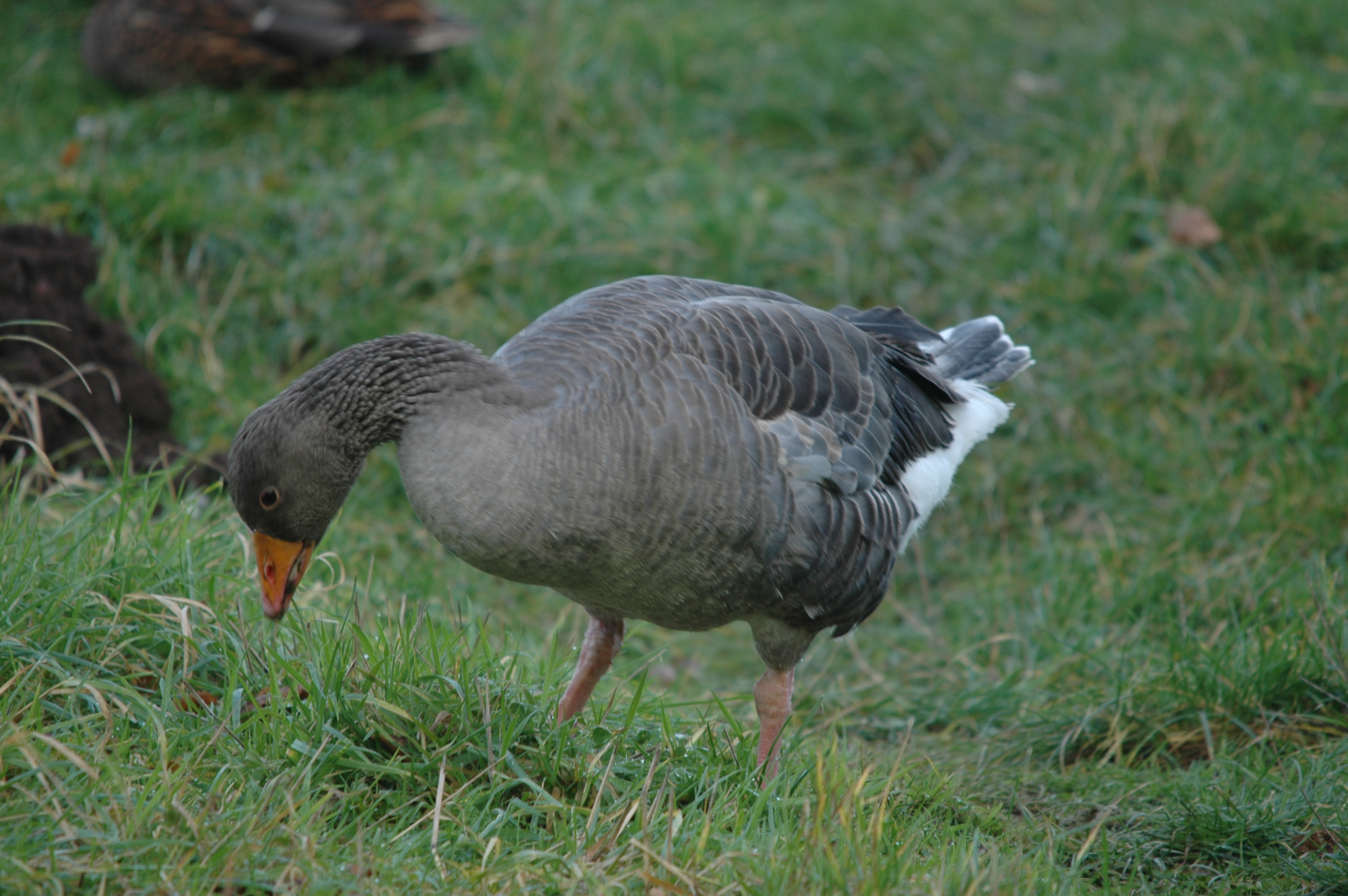 photos/wildlife/Bird_Species/029-Swans-Geese-Typical_ducks/0457-Greylag_Goose/DSC_4340.JPG