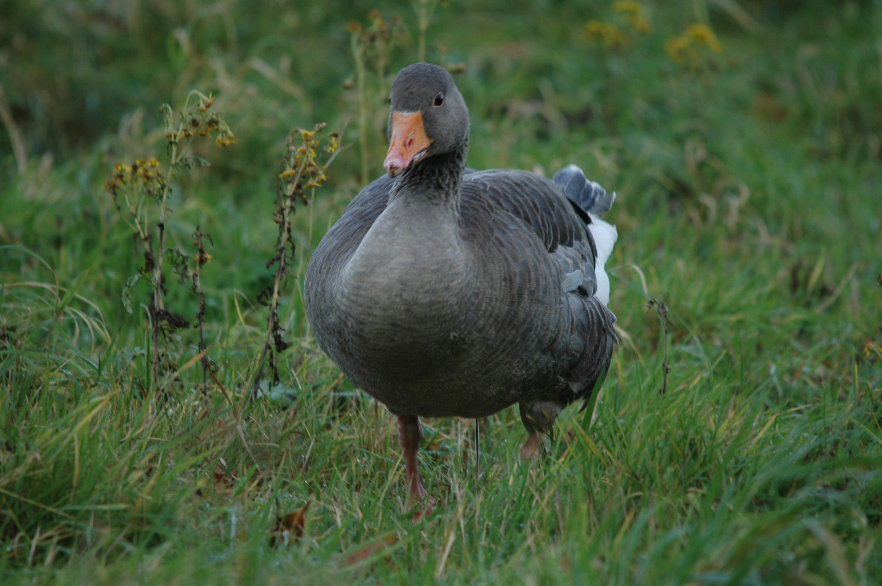 photos/wildlife/Bird_Species/029-Swans-Geese-Typical_ducks/0457-Greylag_Goose/DSC_4341.JPG