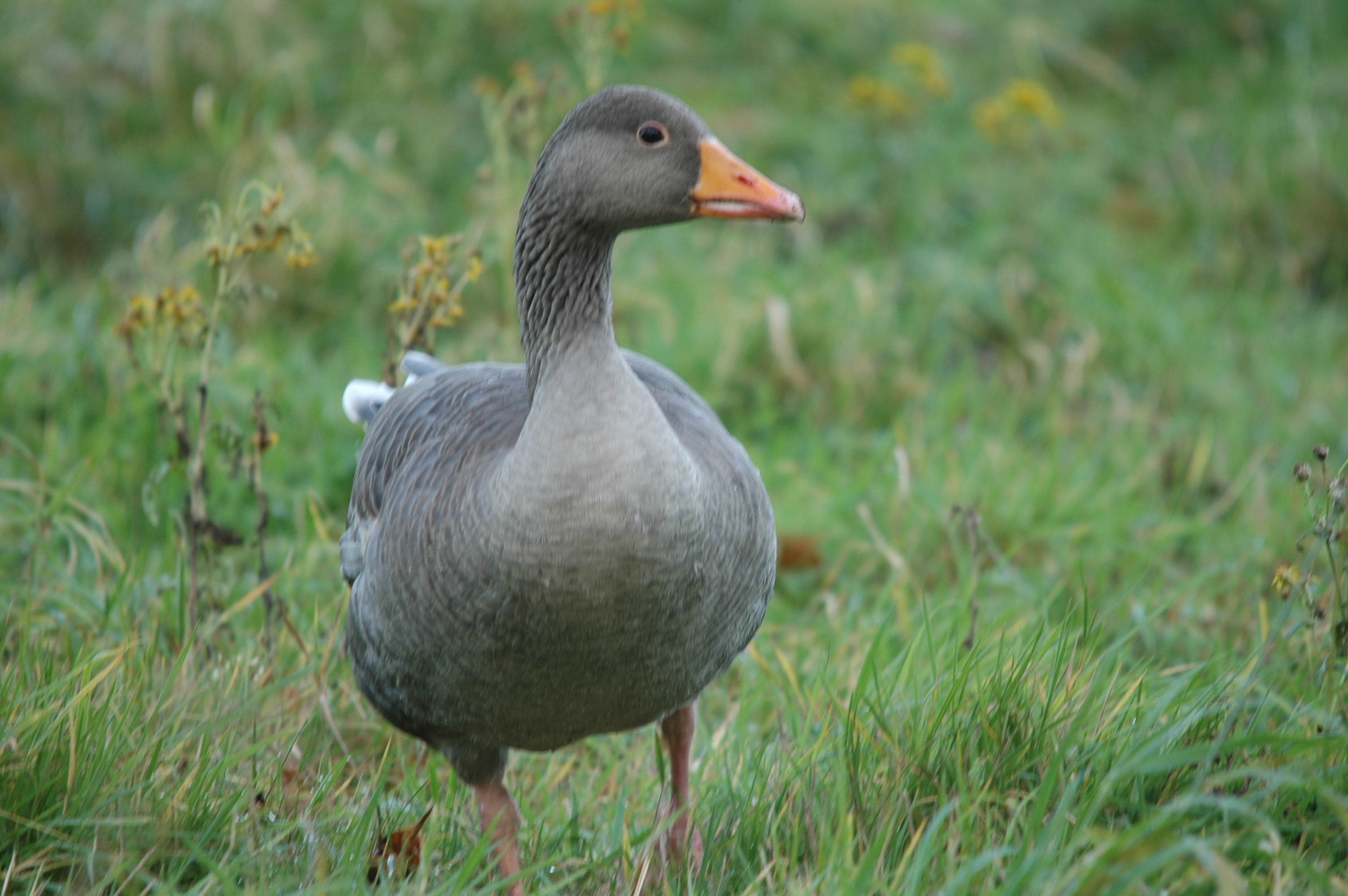 photos/wildlife/Bird_Species/029-Swans-Geese-Typical_ducks/0457-Greylag_Goose/DSC_4342.JPG