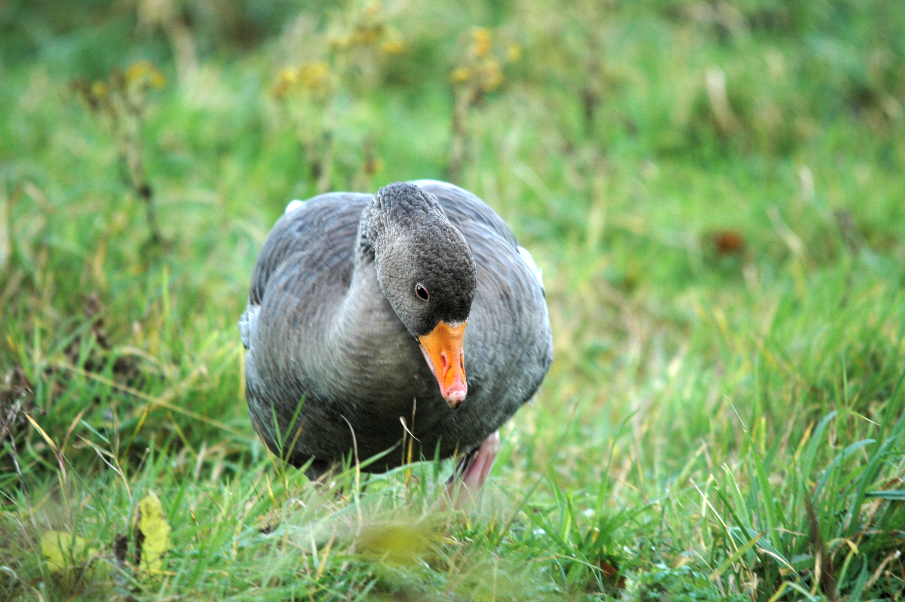 photos/wildlife/Bird_Species/029-Swans-Geese-Typical_ducks/0457-Greylag_Goose/DSC_4344.JPG