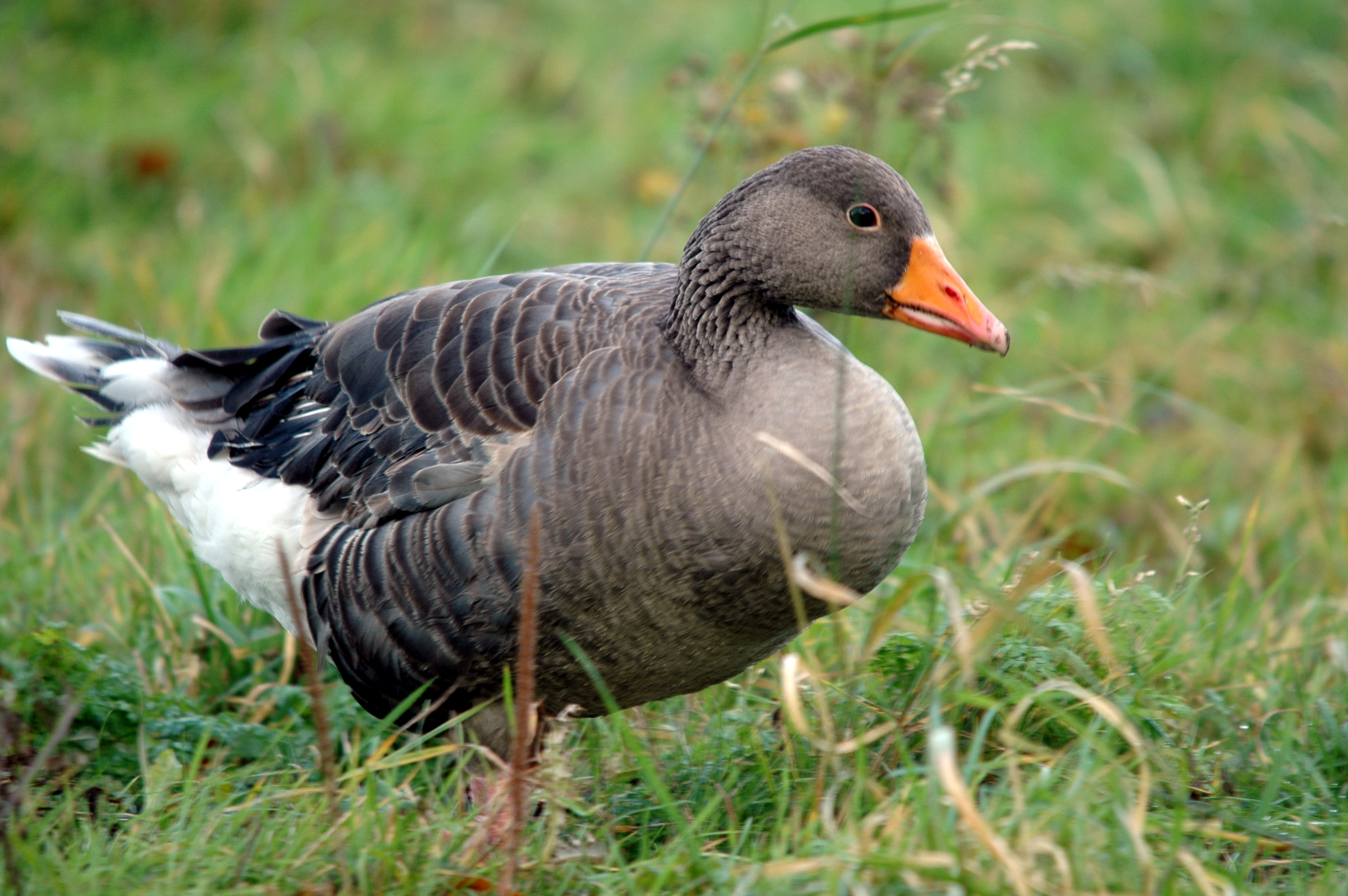photos/wildlife/Bird_Species/029-Swans-Geese-Typical_ducks/0457-Greylag_Goose/DSC_4345.JPG