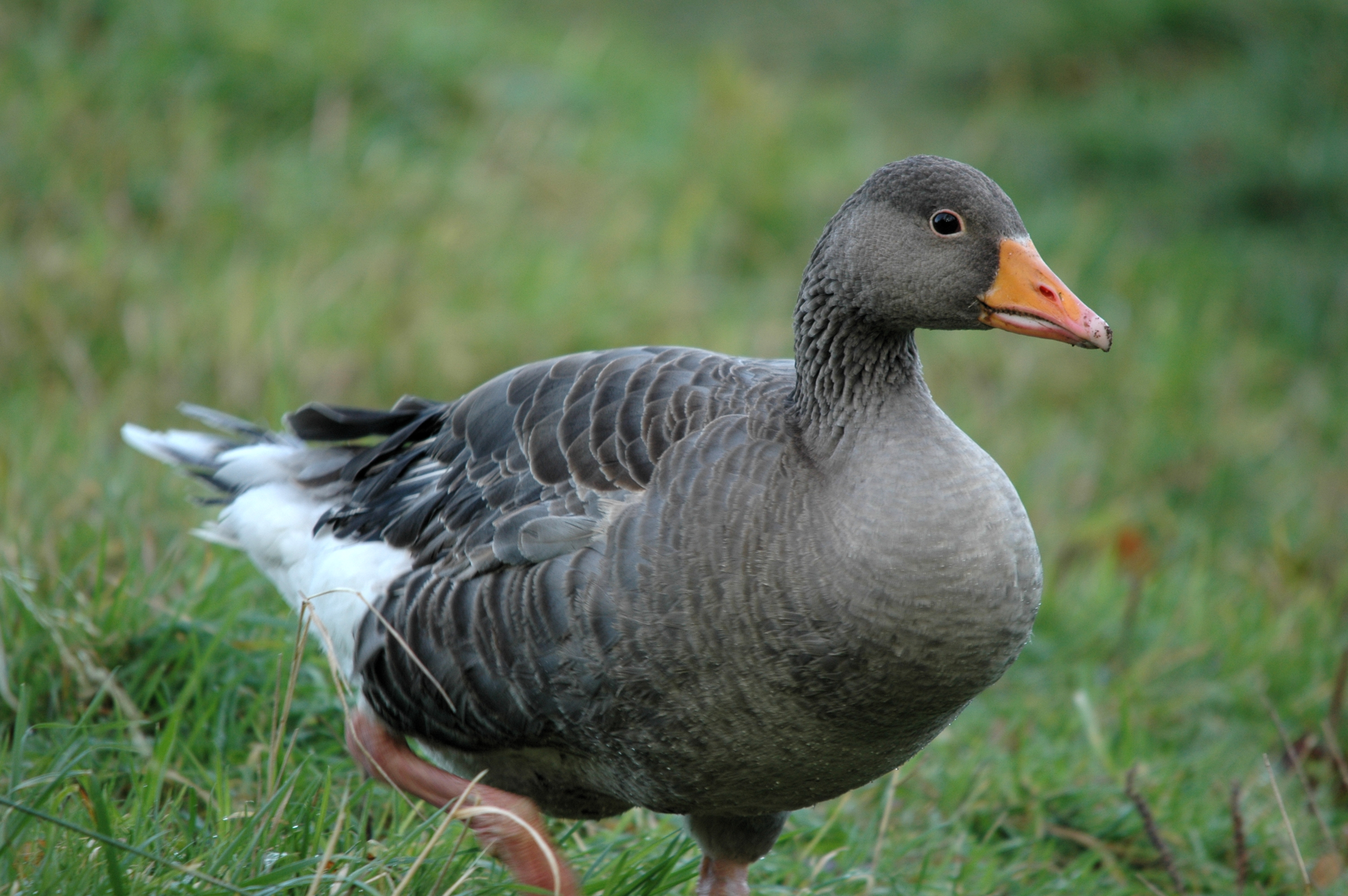 photos/wildlife/Bird_Species/029-Swans-Geese-Typical_ducks/0457-Greylag_Goose/DSC_4346.JPG