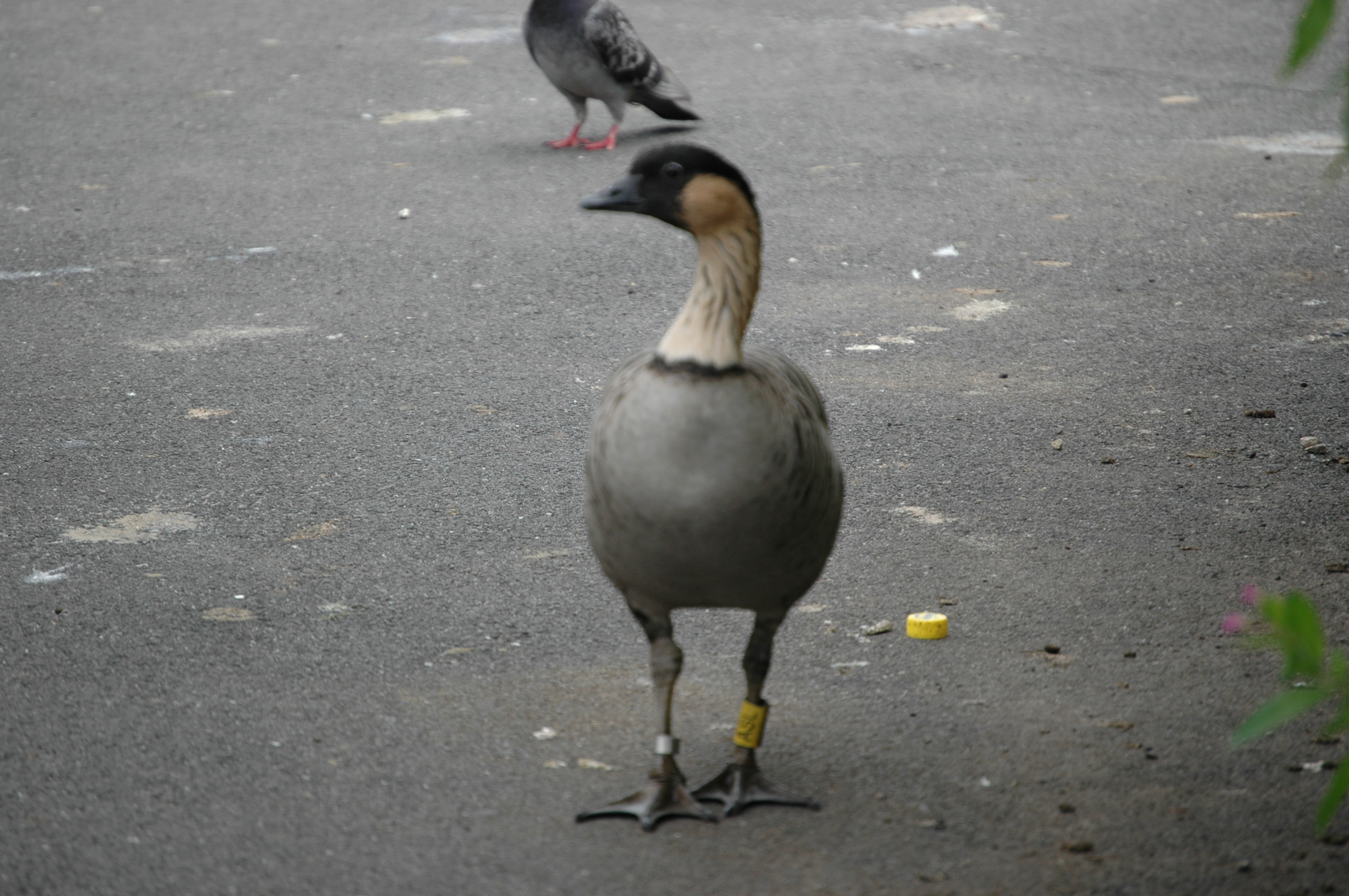 photos/wildlife/Bird_Species/029-Swans-Geese-Typical_ducks/0462-Nene/DSC_0055.JPG