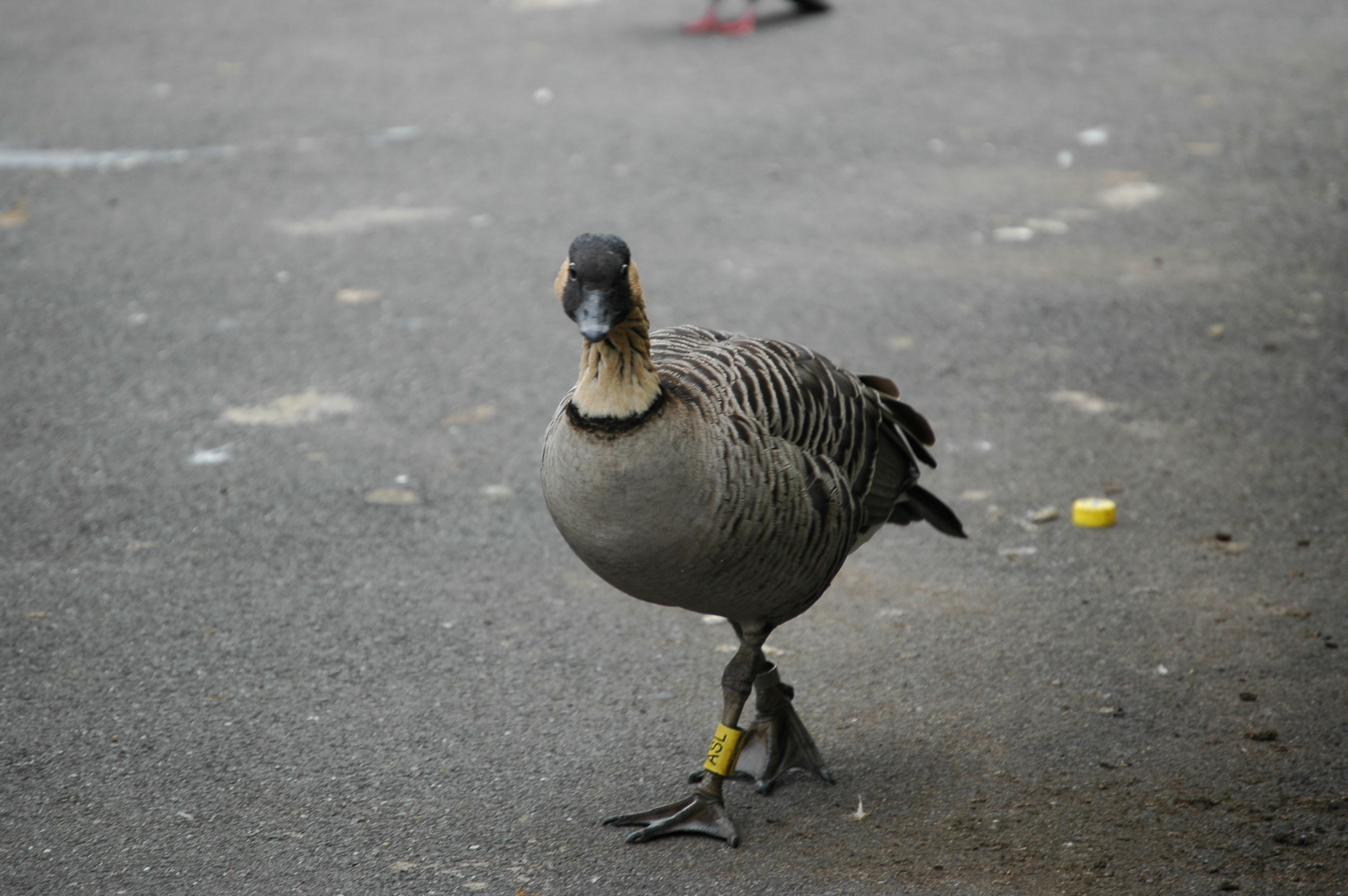 photos/wildlife/Bird_Species/029-Swans-Geese-Typical_ducks/0462-Nene/DSC_0056.JPG