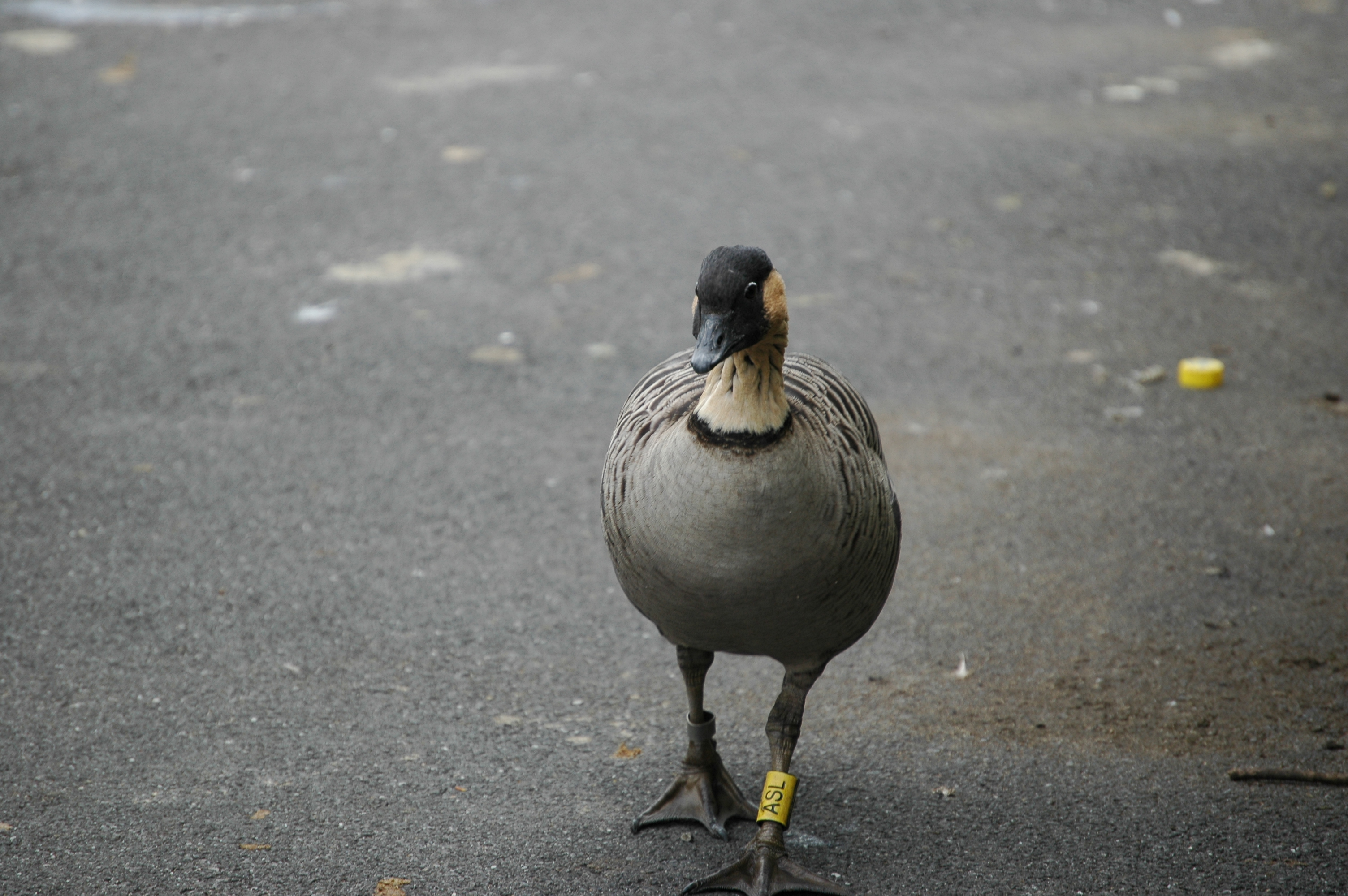 photos/wildlife/Bird_Species/029-Swans-Geese-Typical_ducks/0462-Nene/DSC_0057.JPG