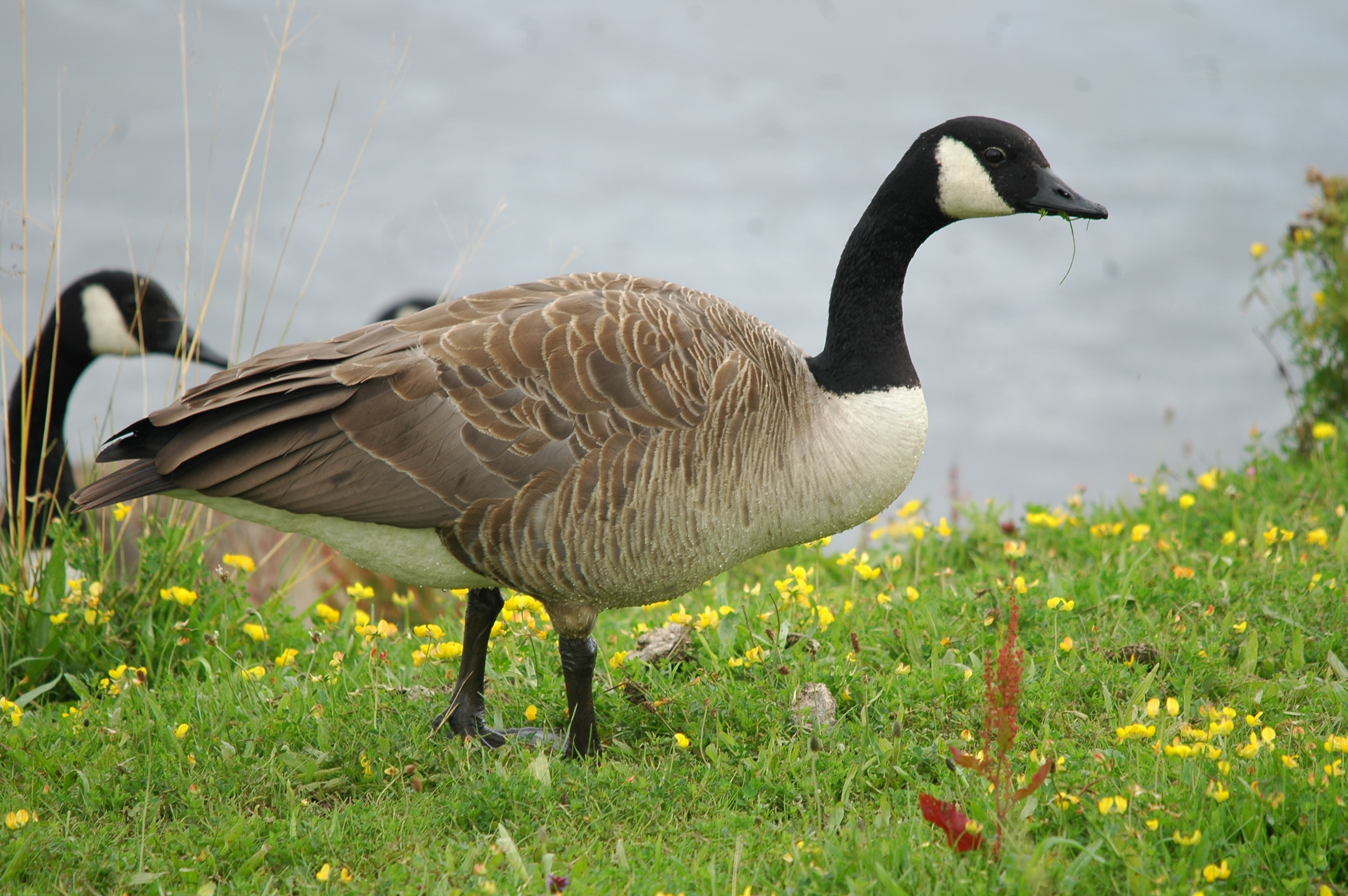 photos/wildlife/Bird_Species/029-Swans-Geese-Typical_ducks/0463-Canada_Goose/20090802-OldMoor-01.jpg