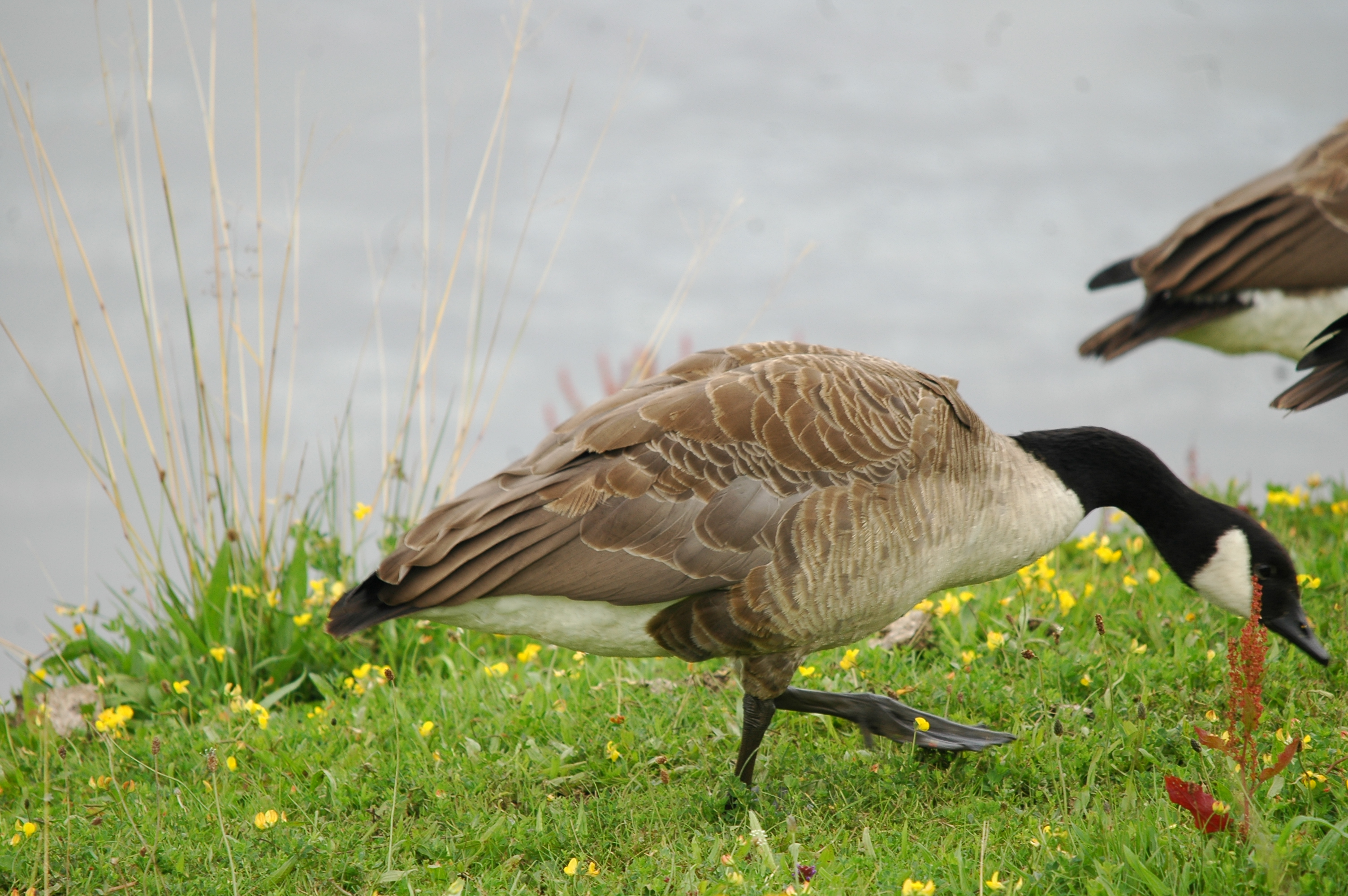 photos/wildlife/Bird_Species/029-Swans-Geese-Typical_ducks/0463-Canada_Goose/20090802-OldMoor-02.jpg