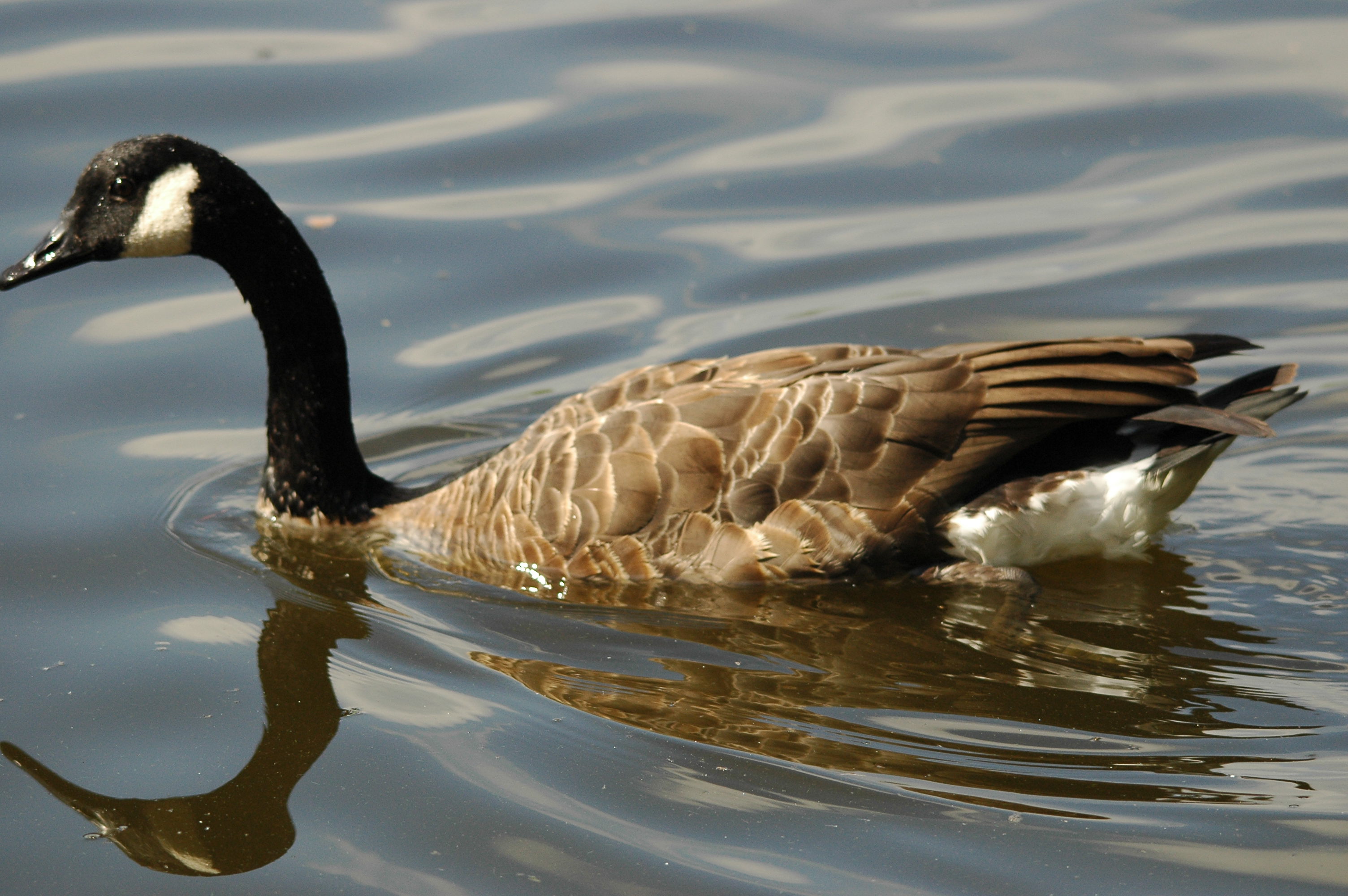photos/wildlife/Bird_Species/029-Swans-Geese-Typical_ducks/0463-Canada_Goose/DSC_3369.JPG