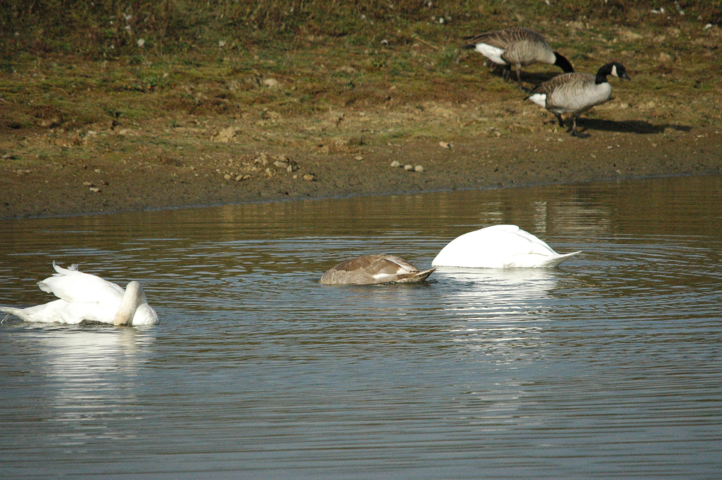 photos/wildlife/Bird_Species/029-Swans-Geese-Typical_ducks/0463-Canada_Goose/dsc_1335.jpg