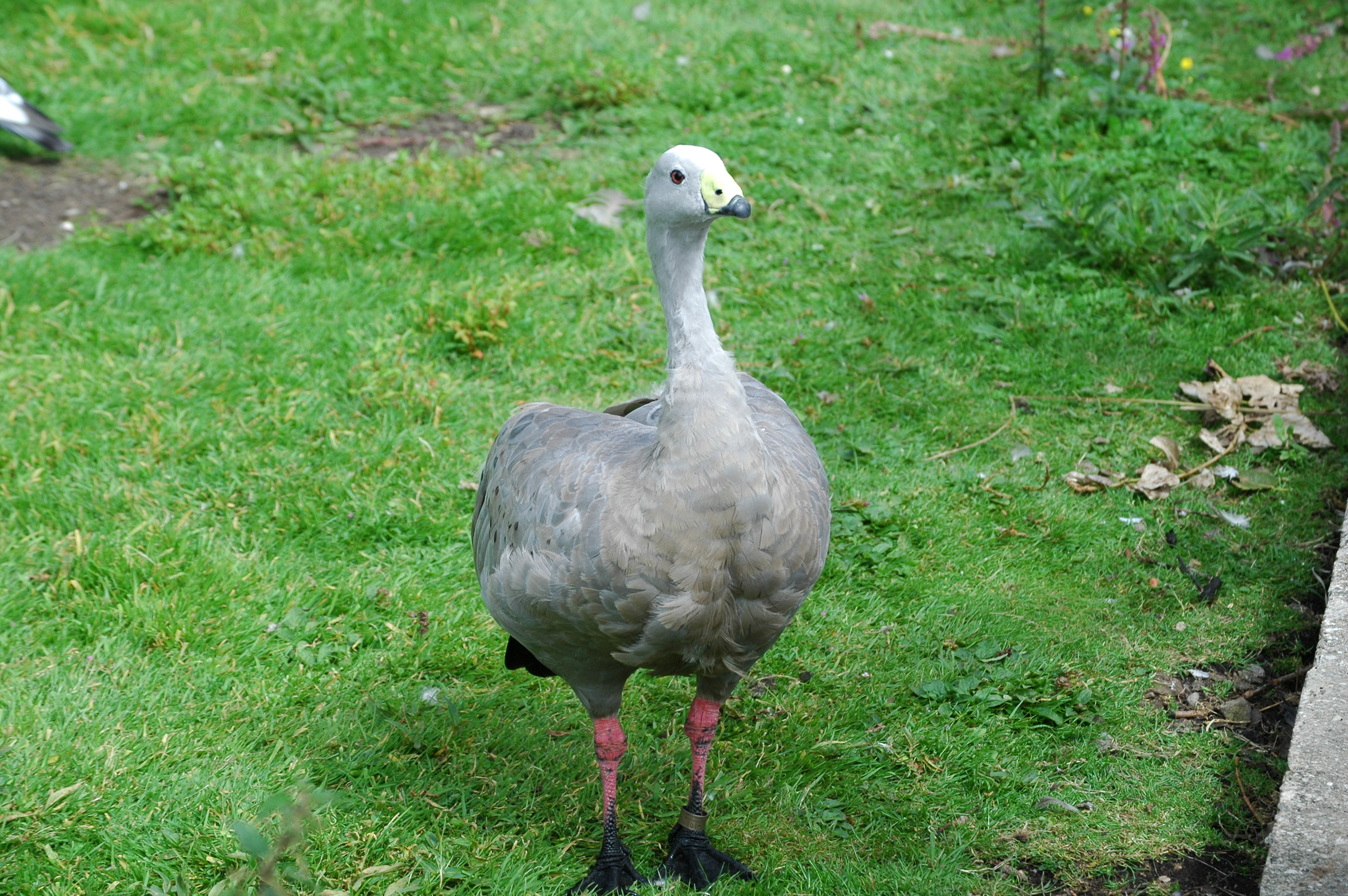 photos/wildlife/Bird_Species/029-Swans-Geese-Typical_ducks/0468-Cape_Barren_Goose/DSC_0043.JPG