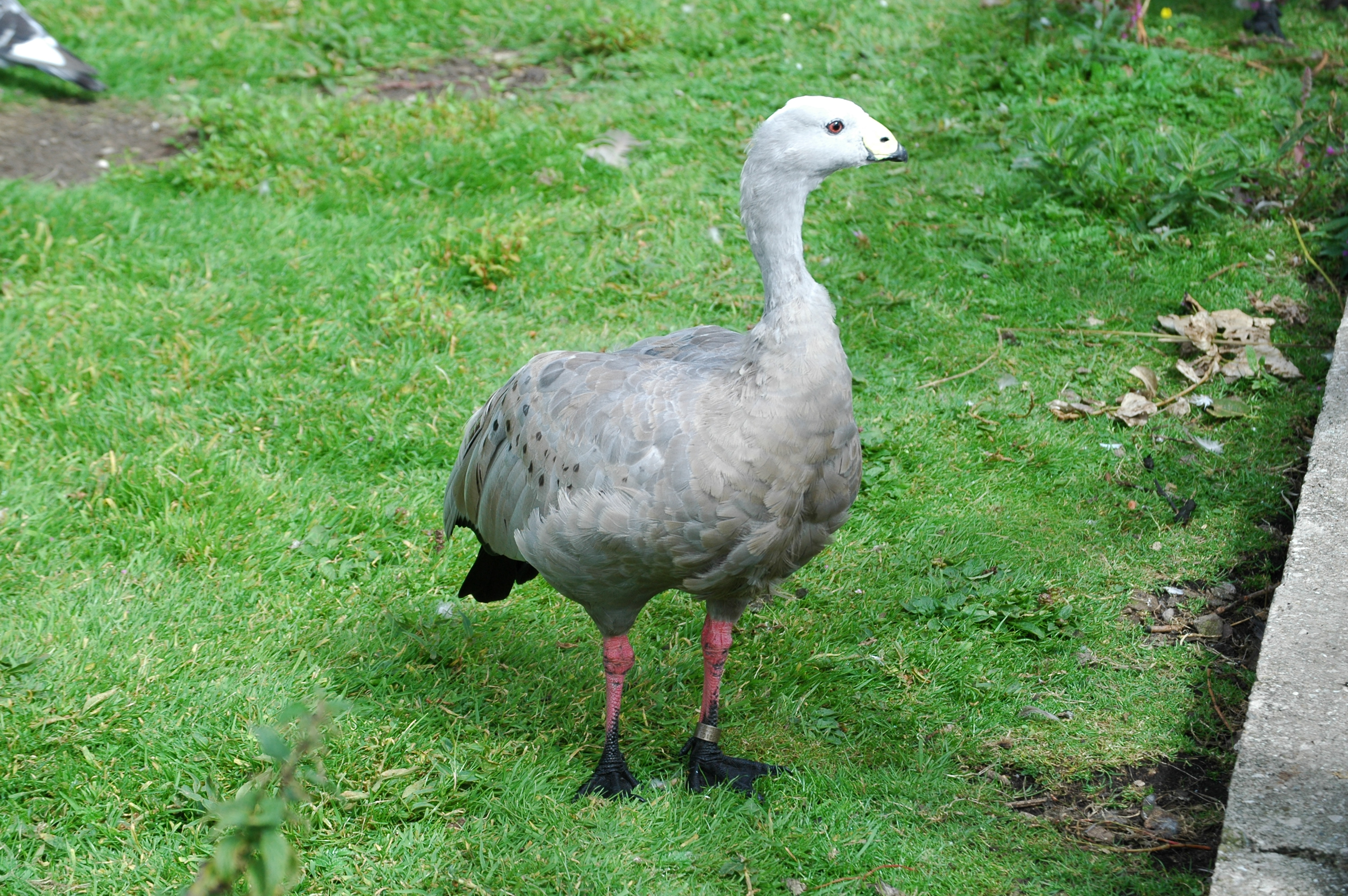 photos/wildlife/Bird_Species/029-Swans-Geese-Typical_ducks/0468-Cape_Barren_Goose/DSC_0044.JPG