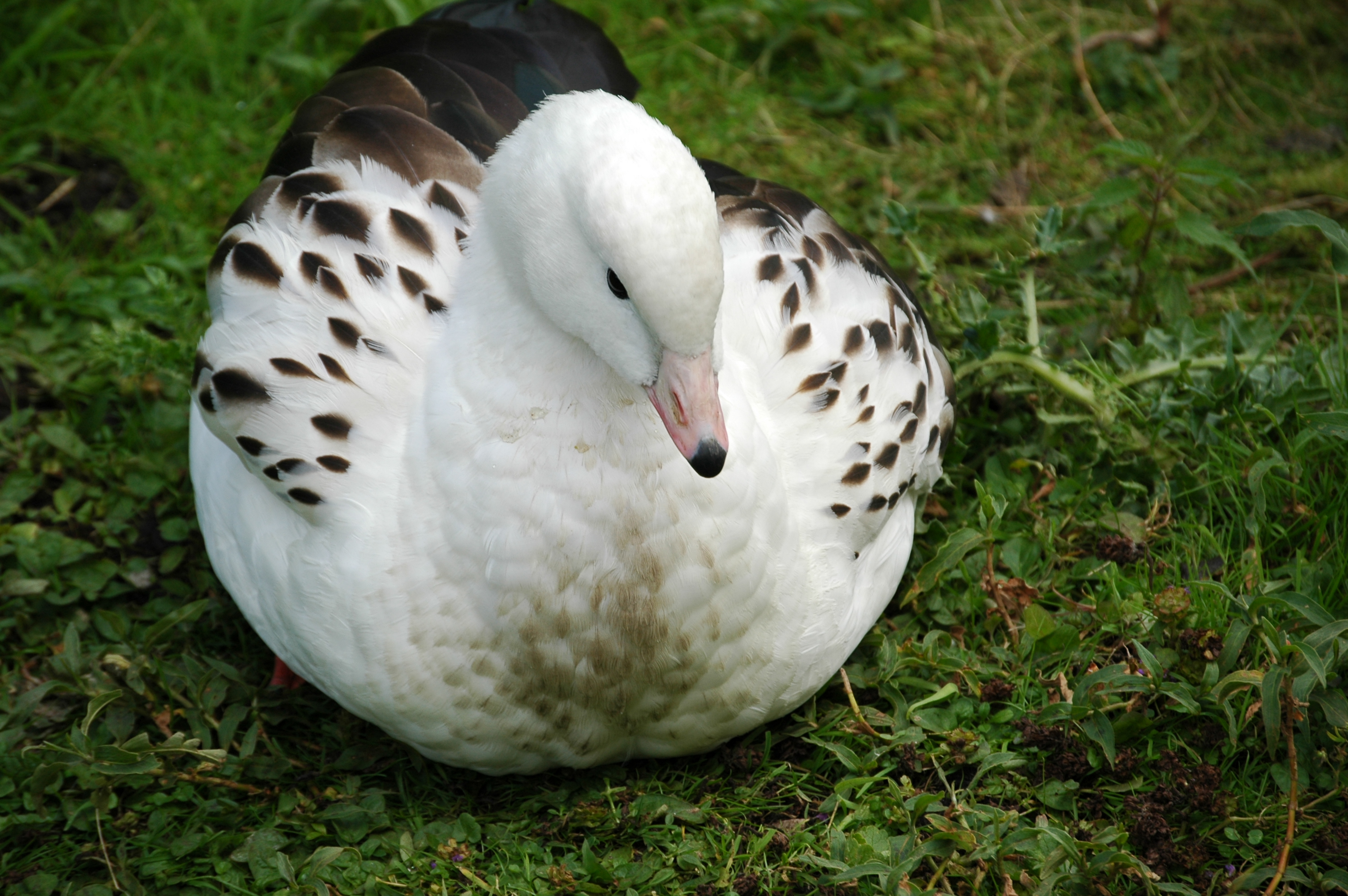 photos/wildlife/Bird_Species/029-Swans-Geese-Typical_ducks/0470-Andean_Goose/DSC_00331.JPG