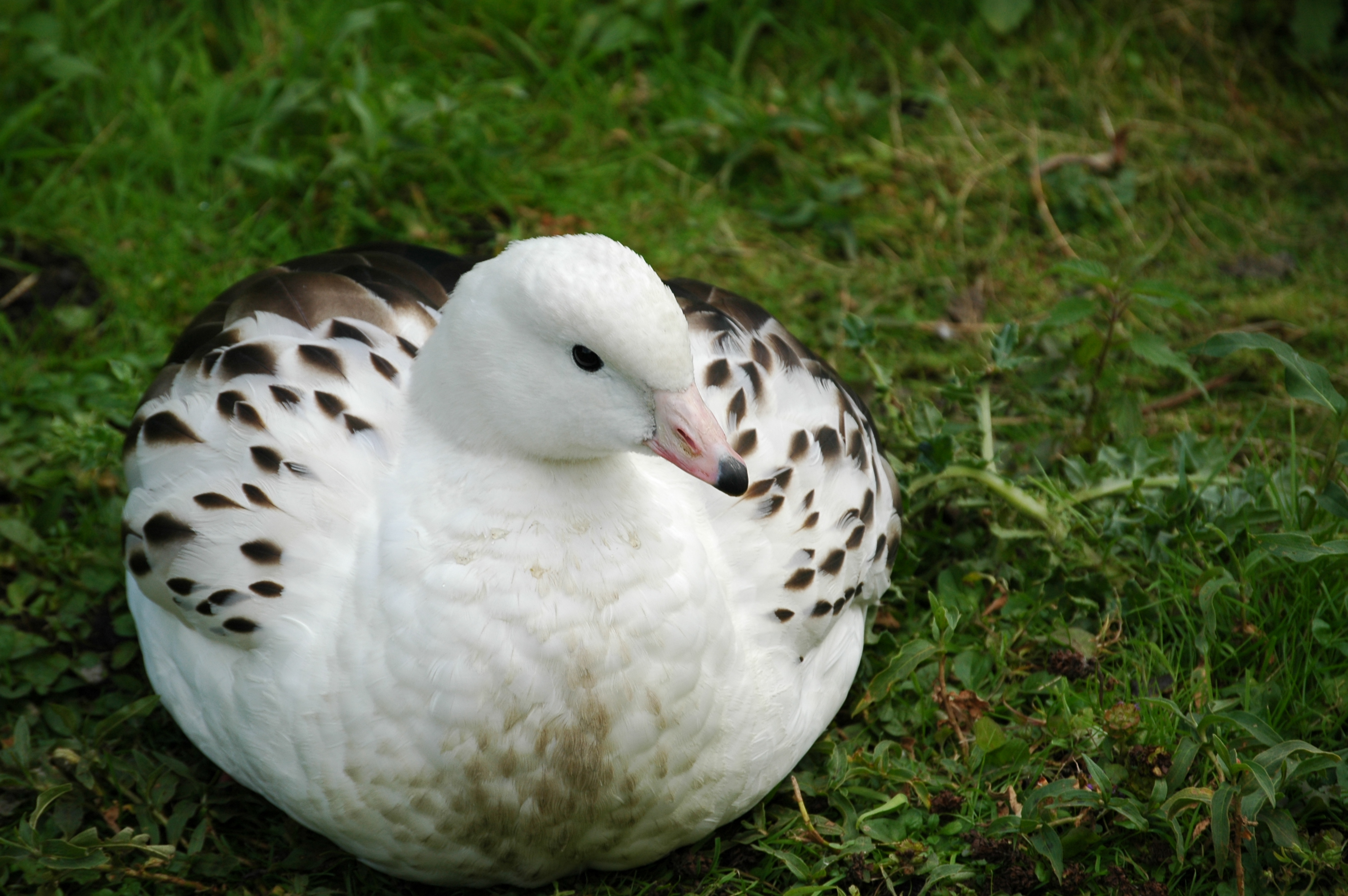 photos/wildlife/Bird_Species/029-Swans-Geese-Typical_ducks/0470-Andean_Goose/DSC_00341.JPG