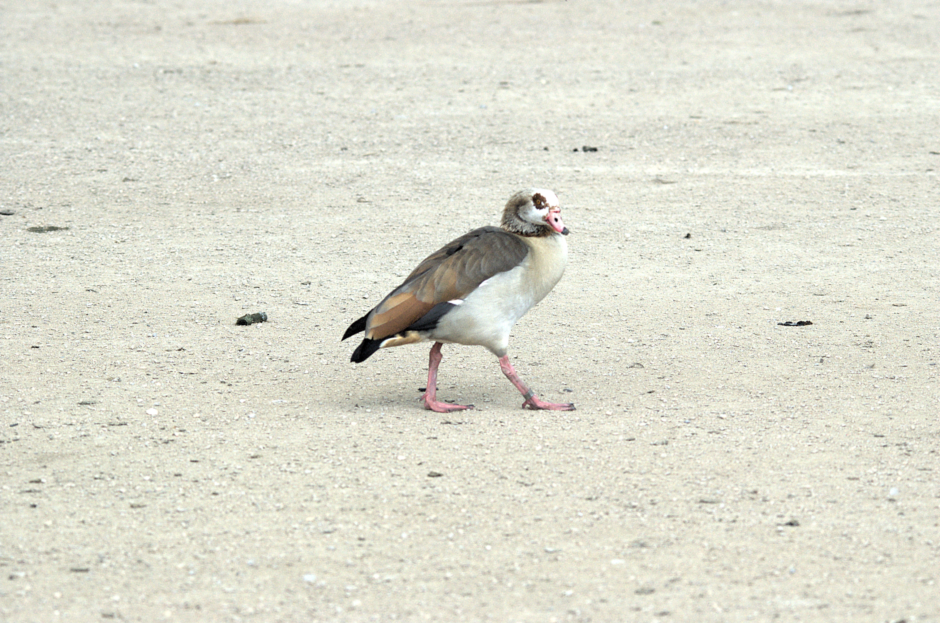 photos/wildlife/Bird_Species/029-Swans-Geese-Typical_ducks/0476-Egyptian_Goose/DSC_2060.jpg