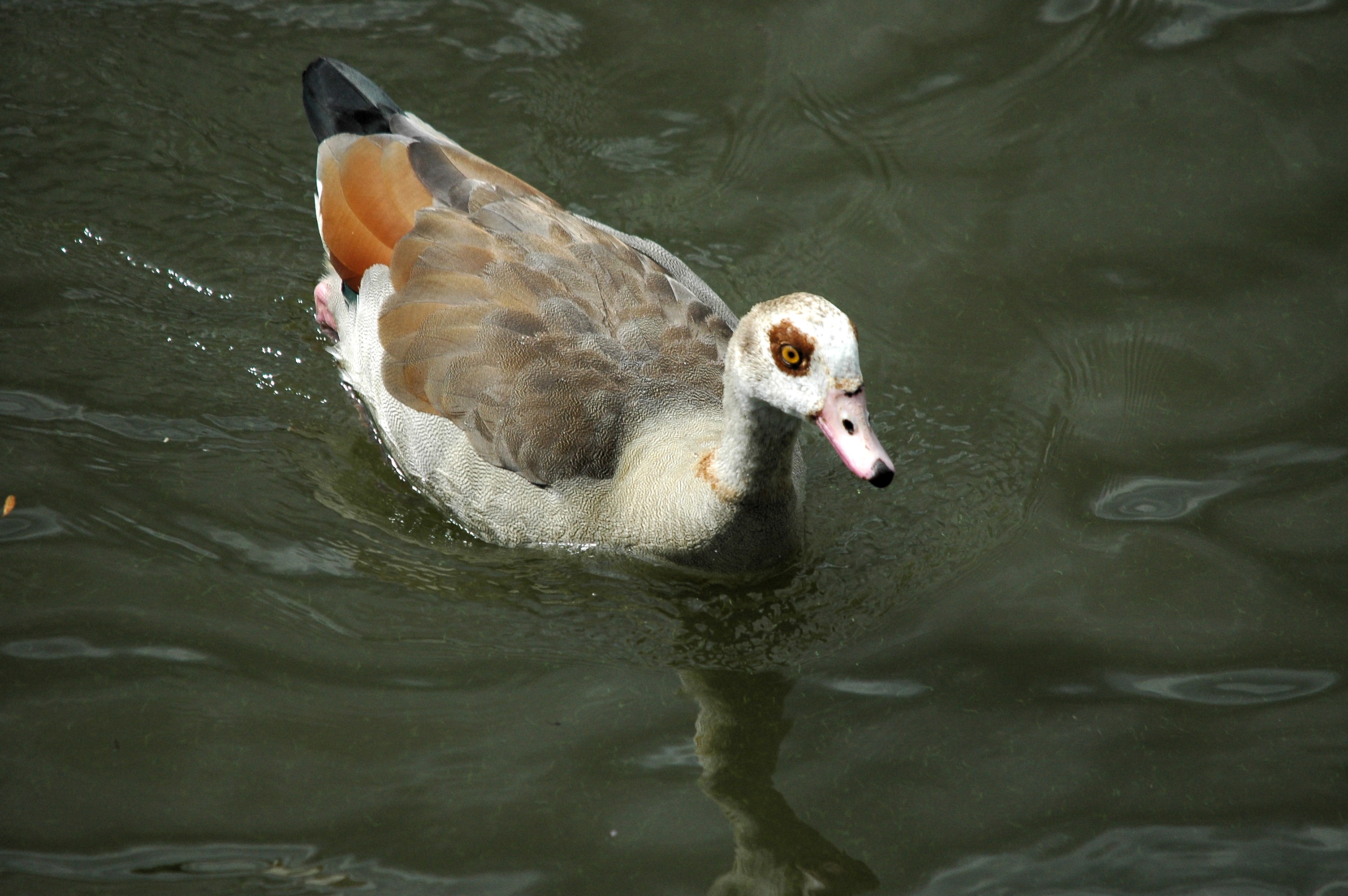 photos/wildlife/Bird_Species/029-Swans-Geese-Typical_ducks/0476-Egyptian_Goose/dsc_2975.jpg