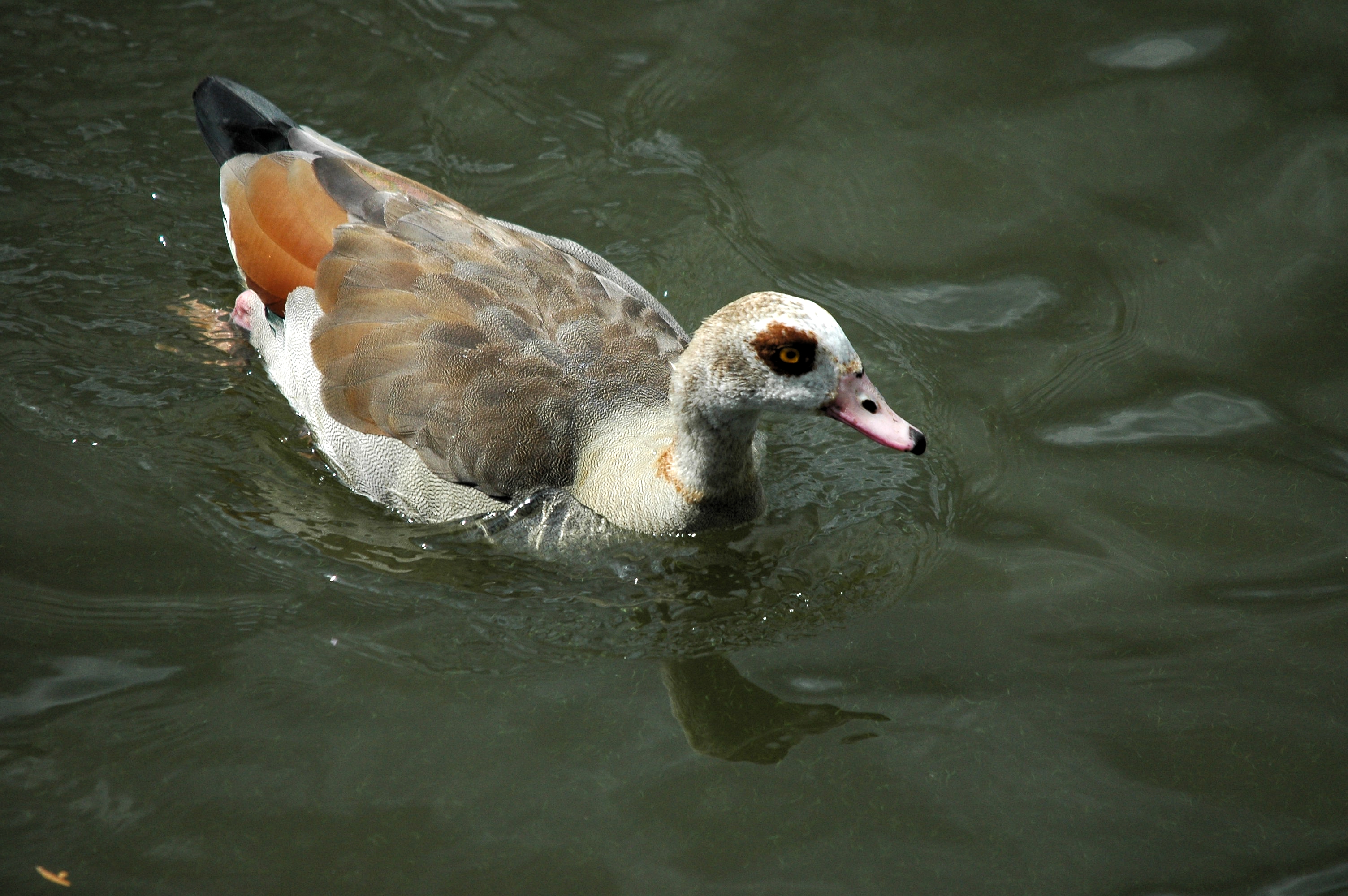 photos/wildlife/Bird_Species/029-Swans-Geese-Typical_ducks/0476-Egyptian_Goose/dsc_2976.jpg
