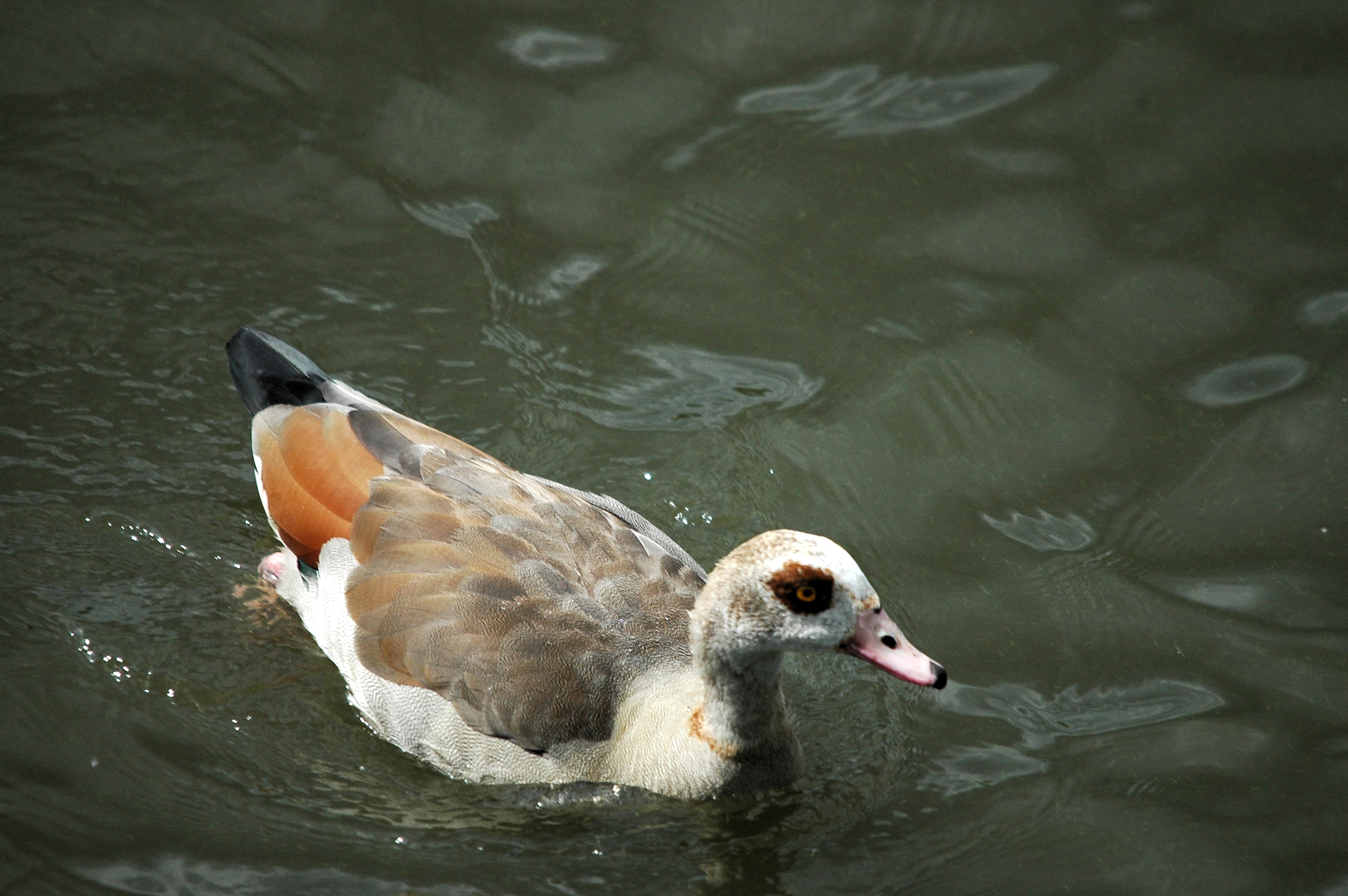 photos/wildlife/Bird_Species/029-Swans-Geese-Typical_ducks/0476-Egyptian_Goose/dsc_2977.jpg