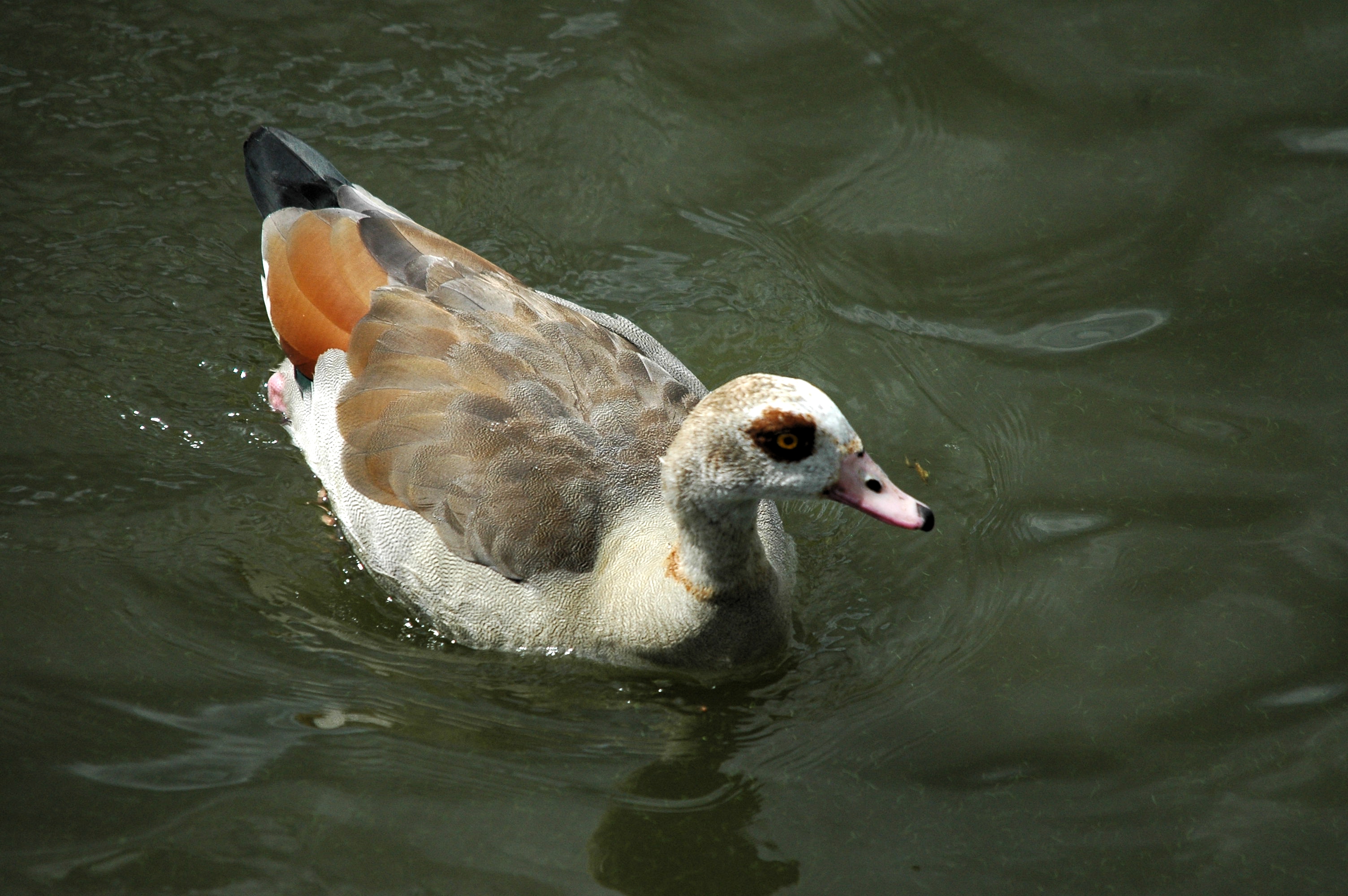 photos/wildlife/Bird_Species/029-Swans-Geese-Typical_ducks/0476-Egyptian_Goose/dsc_2978.jpg