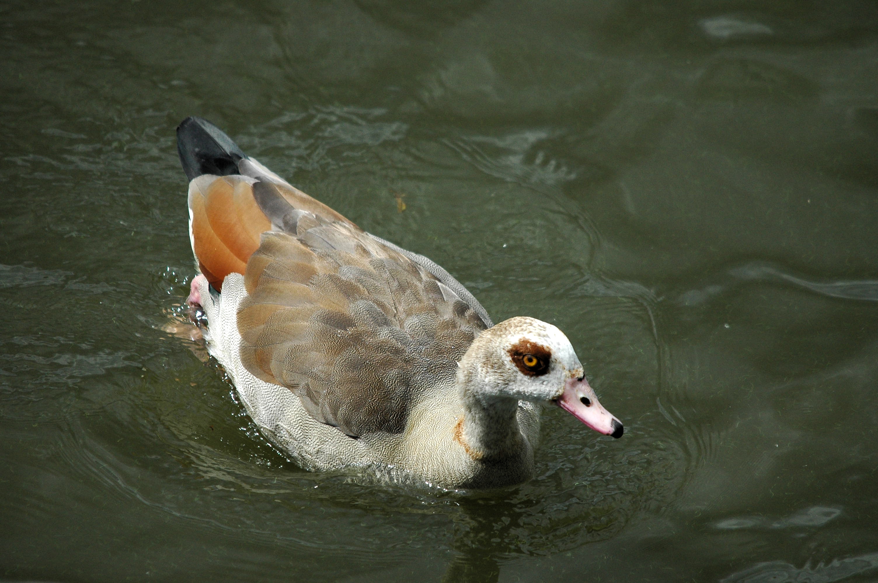photos/wildlife/Bird_Species/029-Swans-Geese-Typical_ducks/0476-Egyptian_Goose/dsc_2979.jpg