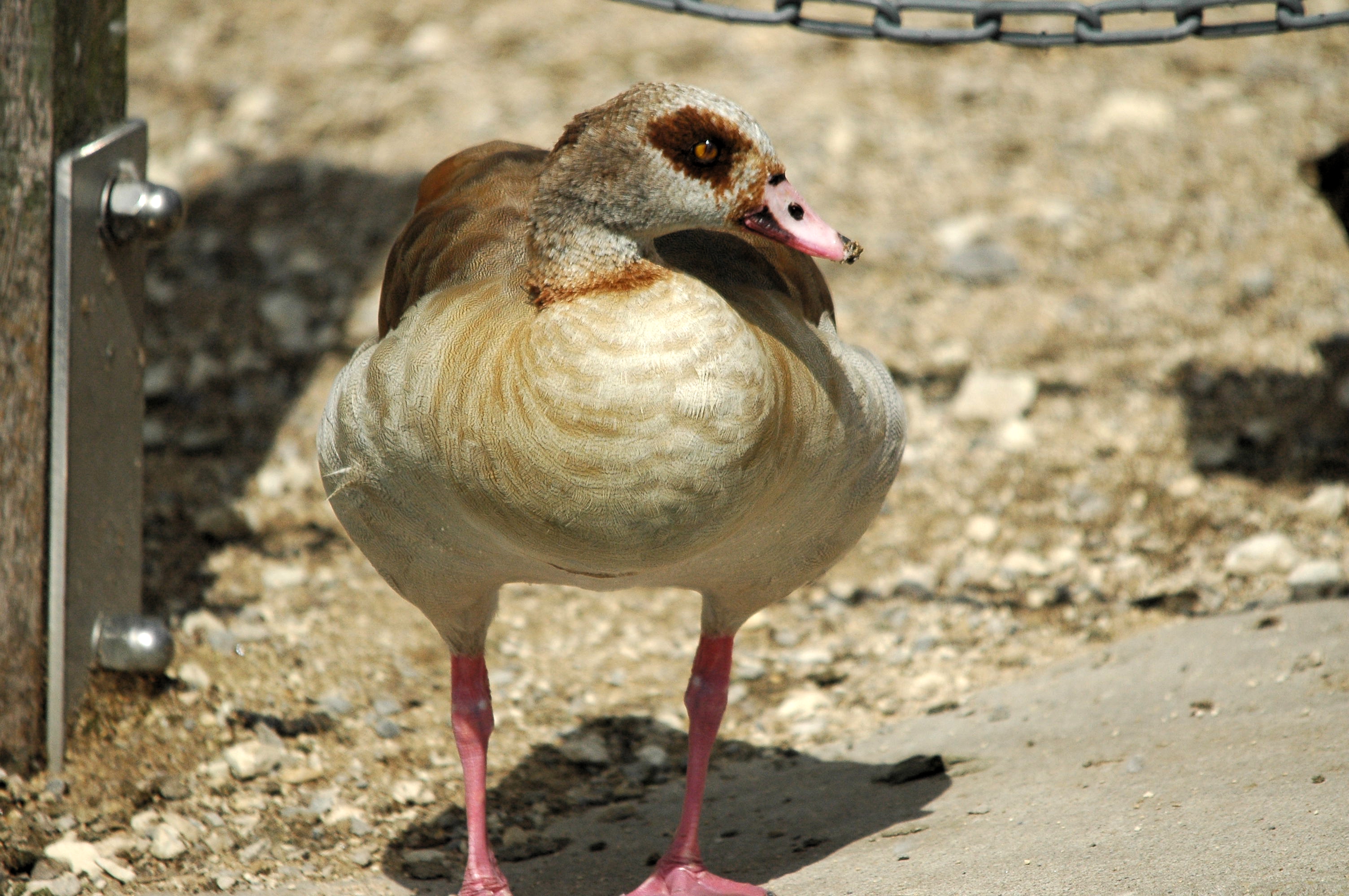 photos/wildlife/Bird_Species/029-Swans-Geese-Typical_ducks/0476-Egyptian_Goose/dsc_3006.jpg
