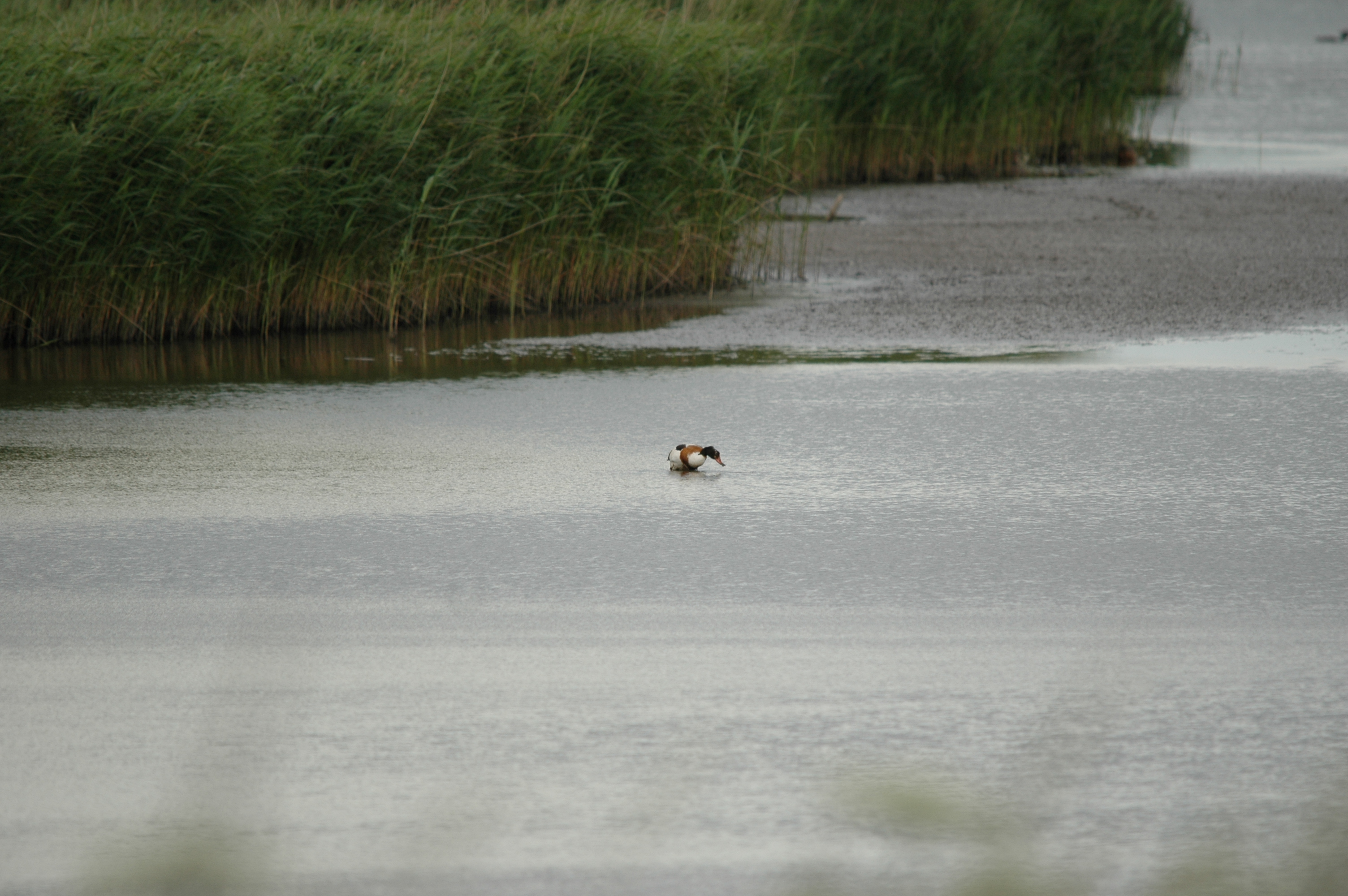 photos/wildlife/Bird_Species/029-Swans-Geese-Typical_ducks/0481-Common_Shelduck/20090618-Blacktoft-01.jpg