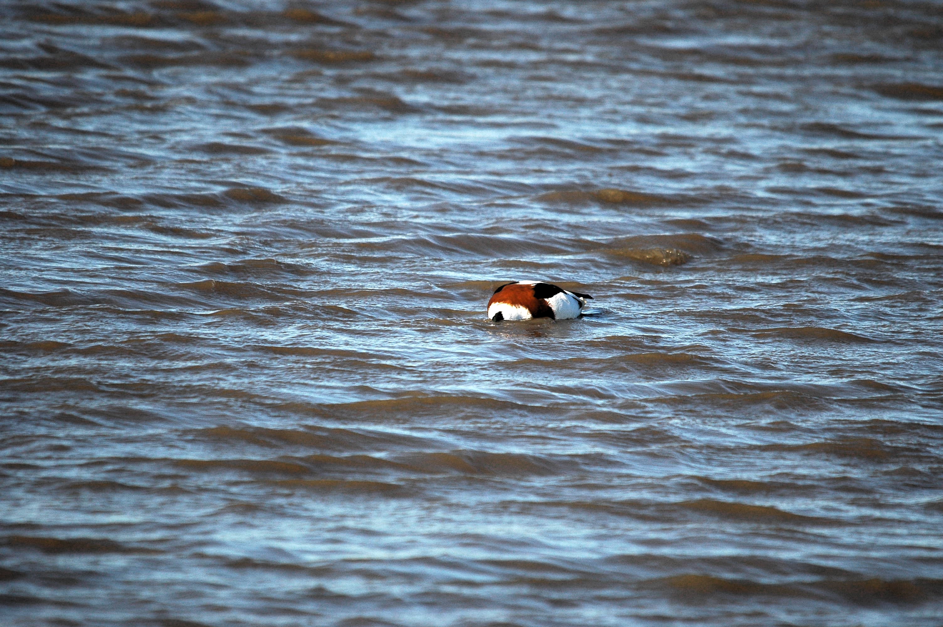 photos/wildlife/Bird_Species/029-Swans-Geese-Typical_ducks/0481-Common_Shelduck/DSC_3674.JPG