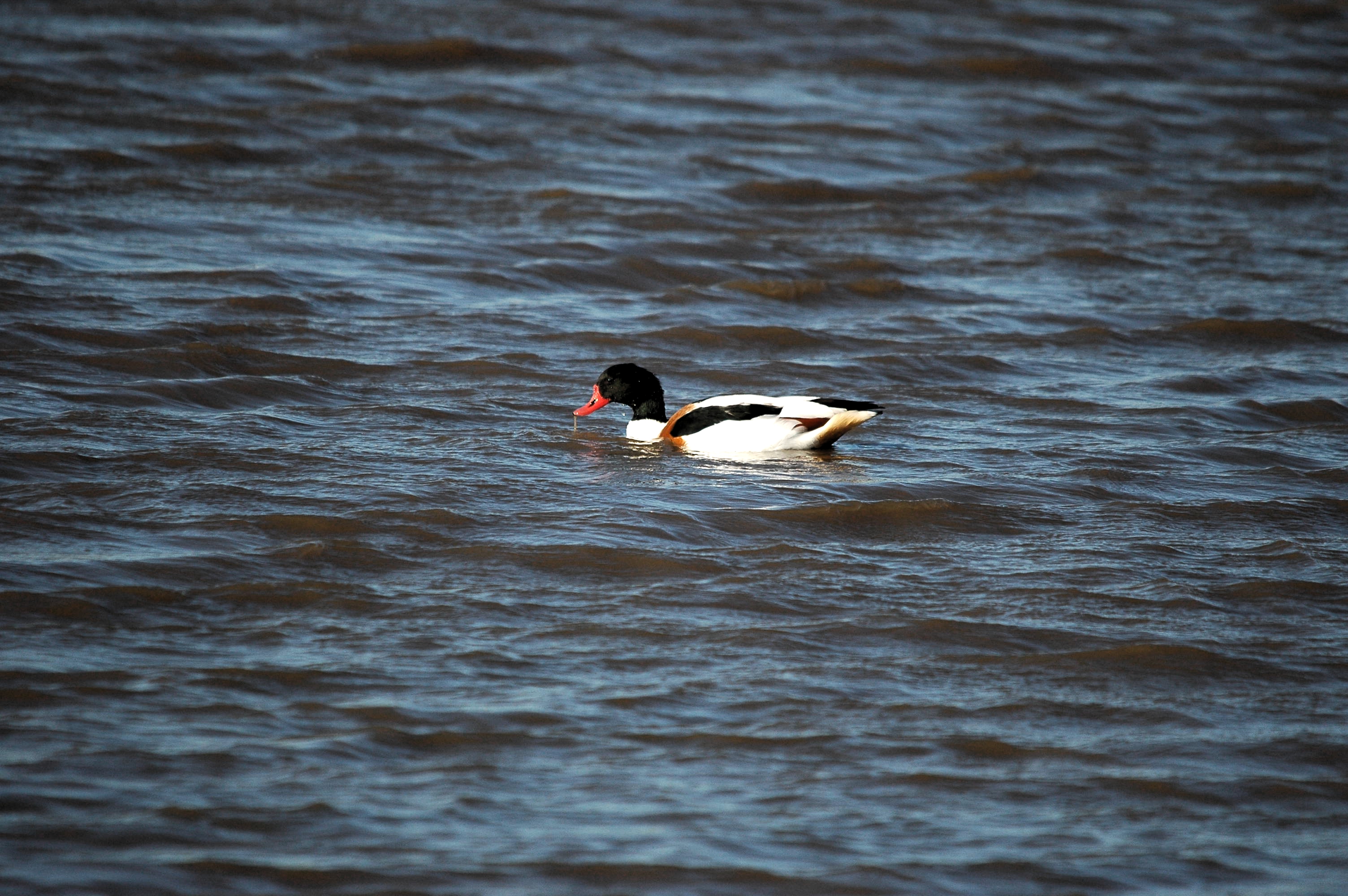 photos/wildlife/Bird_Species/029-Swans-Geese-Typical_ducks/0481-Common_Shelduck/DSC_3675.JPG
