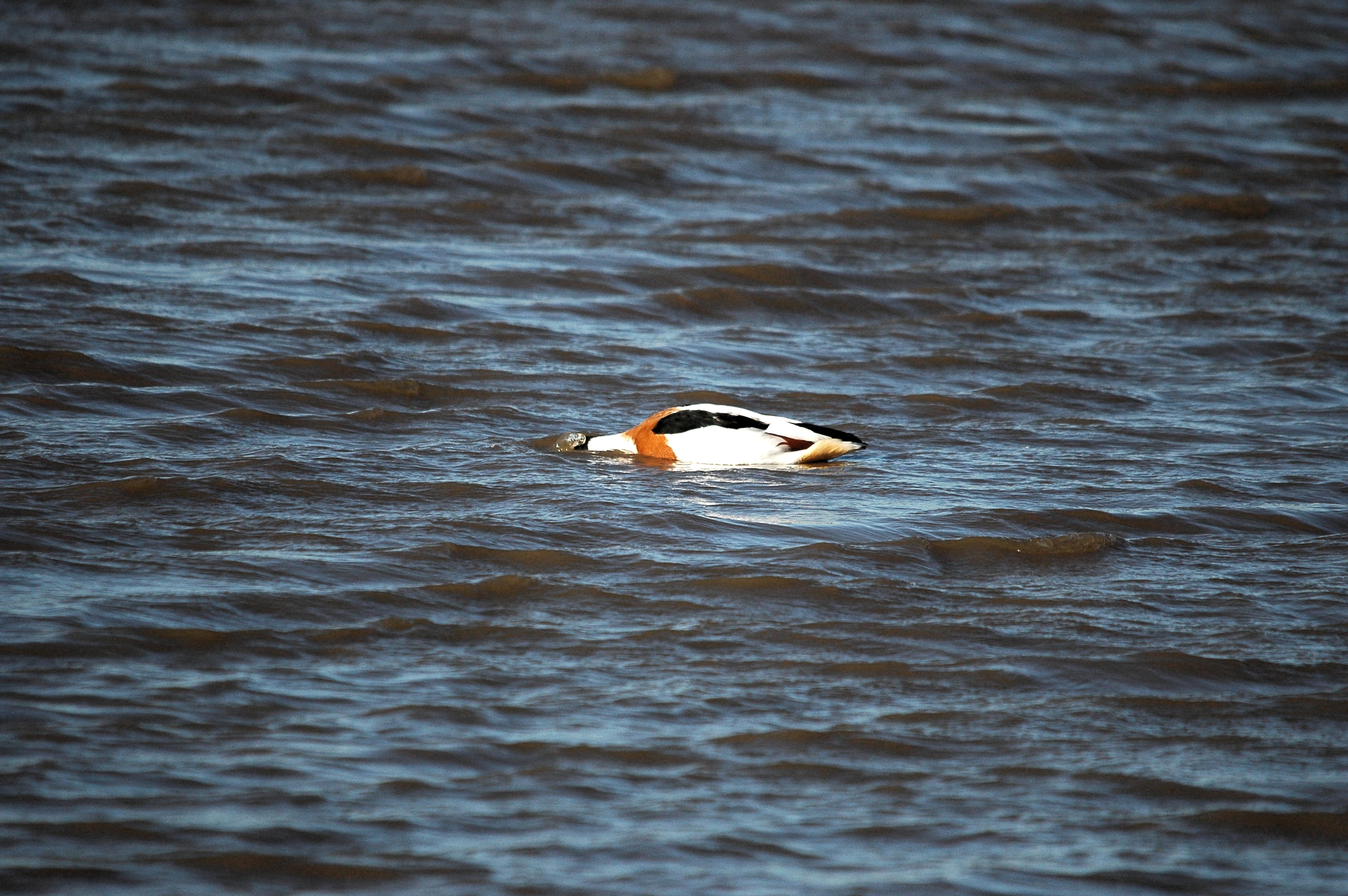 photos/wildlife/Bird_Species/029-Swans-Geese-Typical_ducks/0481-Common_Shelduck/DSC_3676.JPG