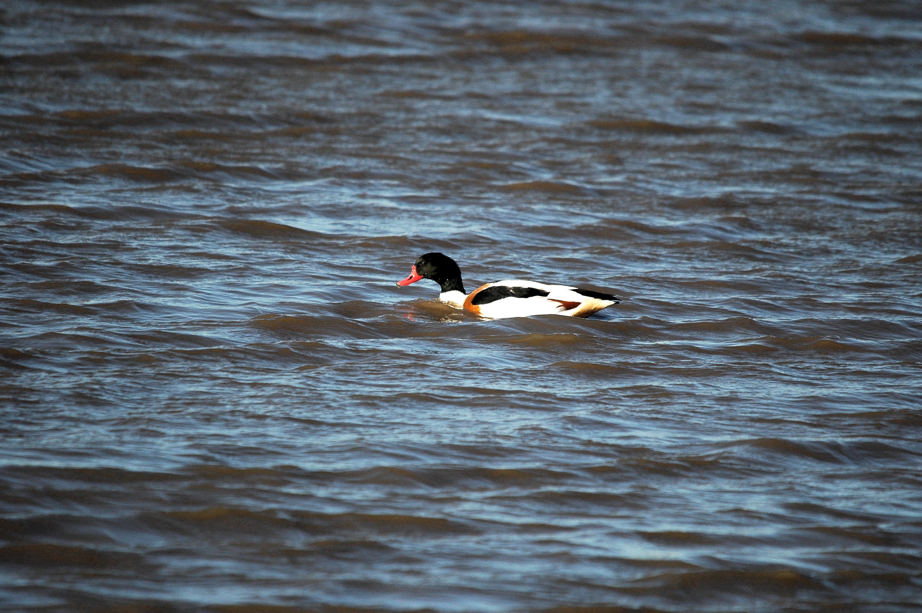 photos/wildlife/Bird_Species/029-Swans-Geese-Typical_ducks/0481-Common_Shelduck/DSC_3677.JPG