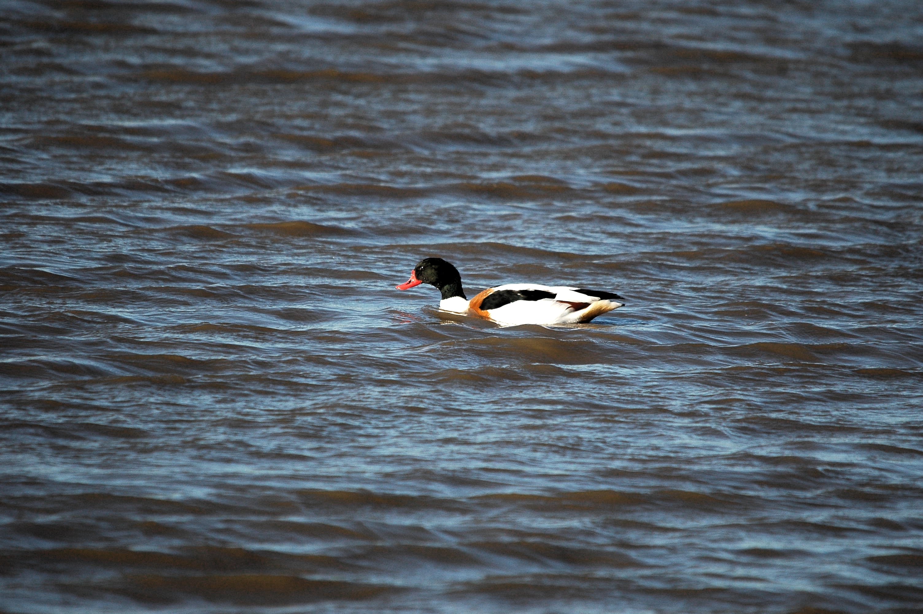 photos/wildlife/Bird_Species/029-Swans-Geese-Typical_ducks/0481-Common_Shelduck/DSC_3678.JPG