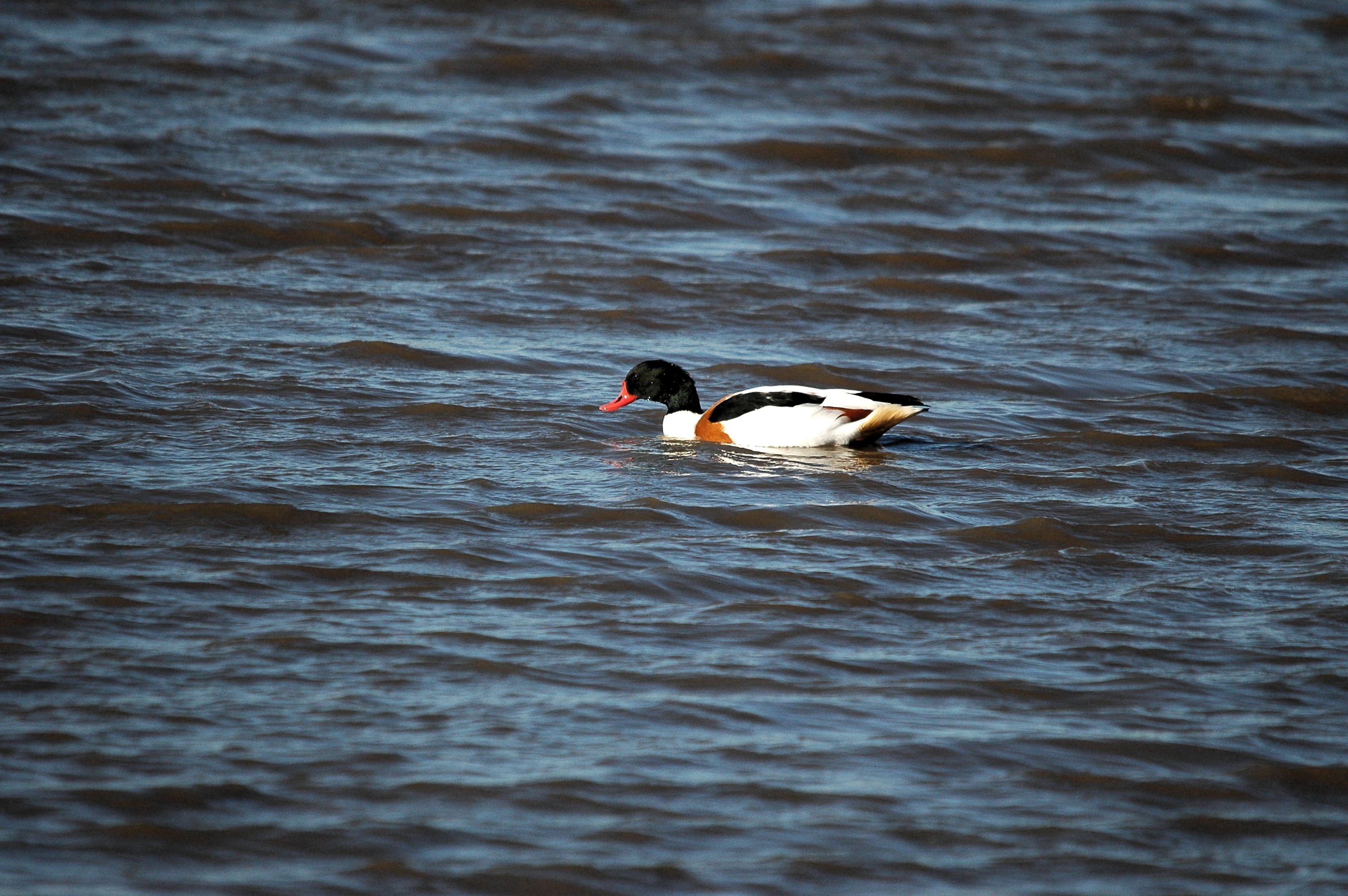 photos/wildlife/Bird_Species/029-Swans-Geese-Typical_ducks/0481-Common_Shelduck/DSC_3679.JPG