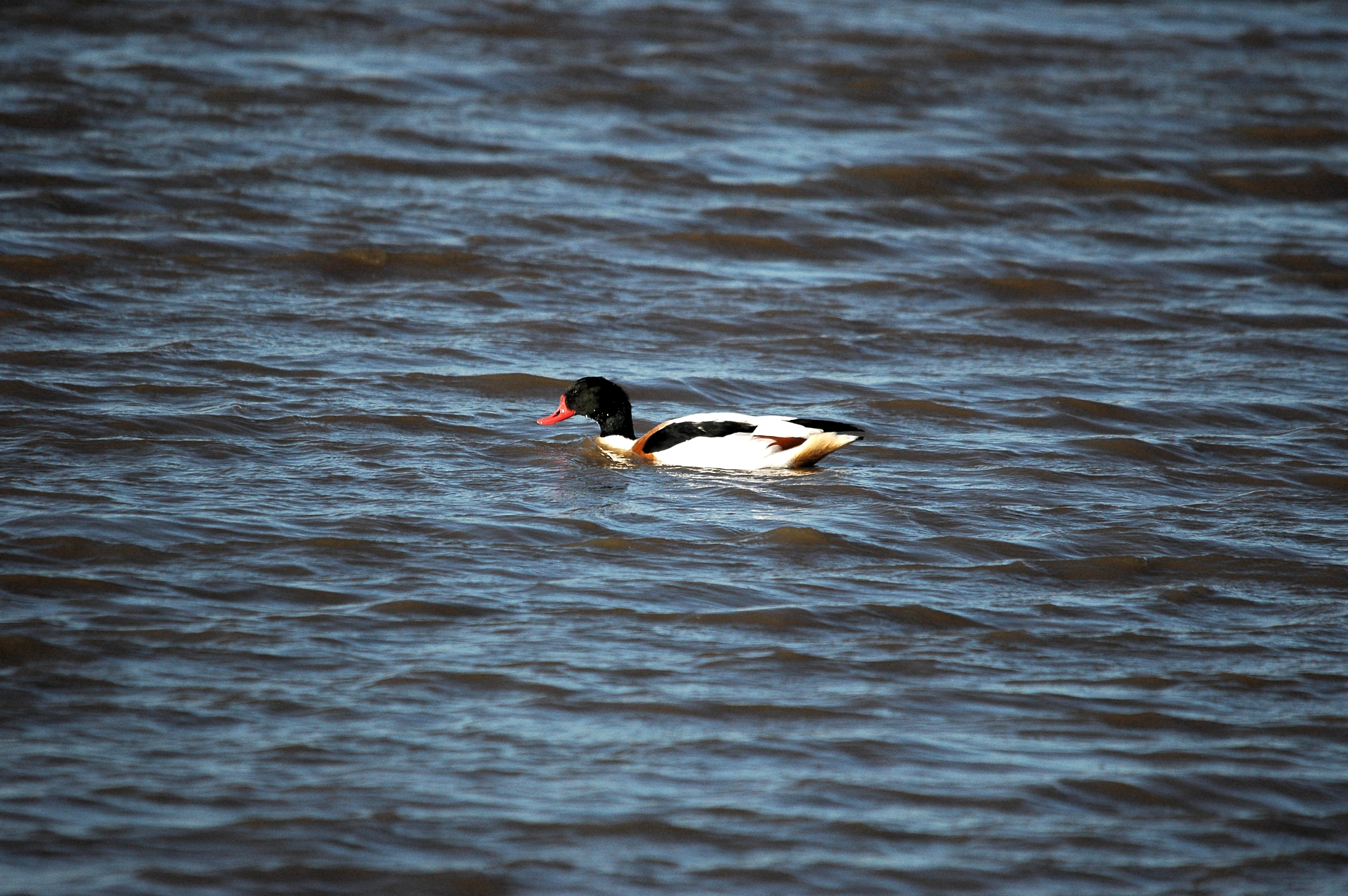 photos/wildlife/Bird_Species/029-Swans-Geese-Typical_ducks/0481-Common_Shelduck/DSC_3680.JPG