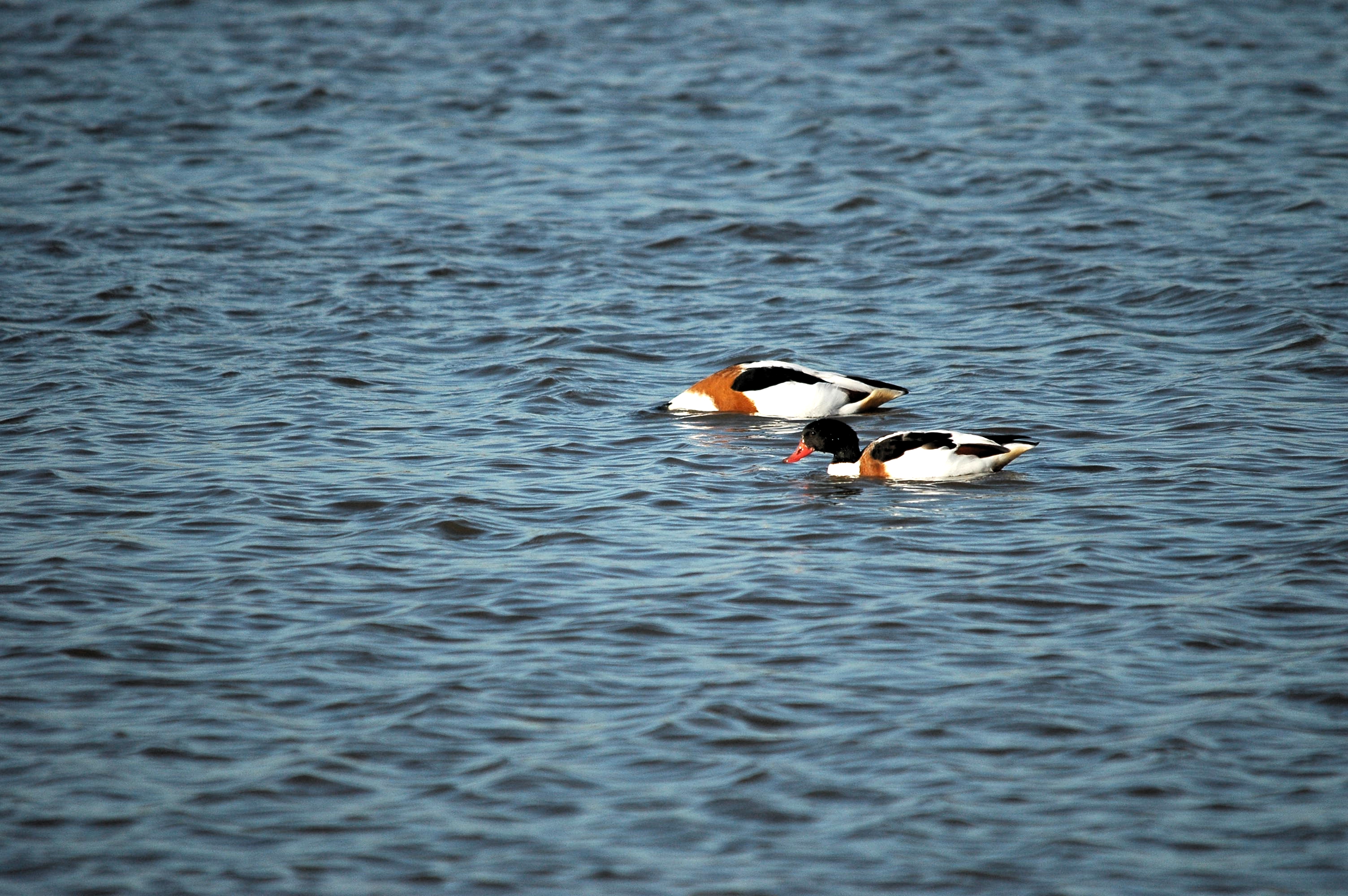 photos/wildlife/Bird_Species/029-Swans-Geese-Typical_ducks/0481-Common_Shelduck/DSC_3785.JPG