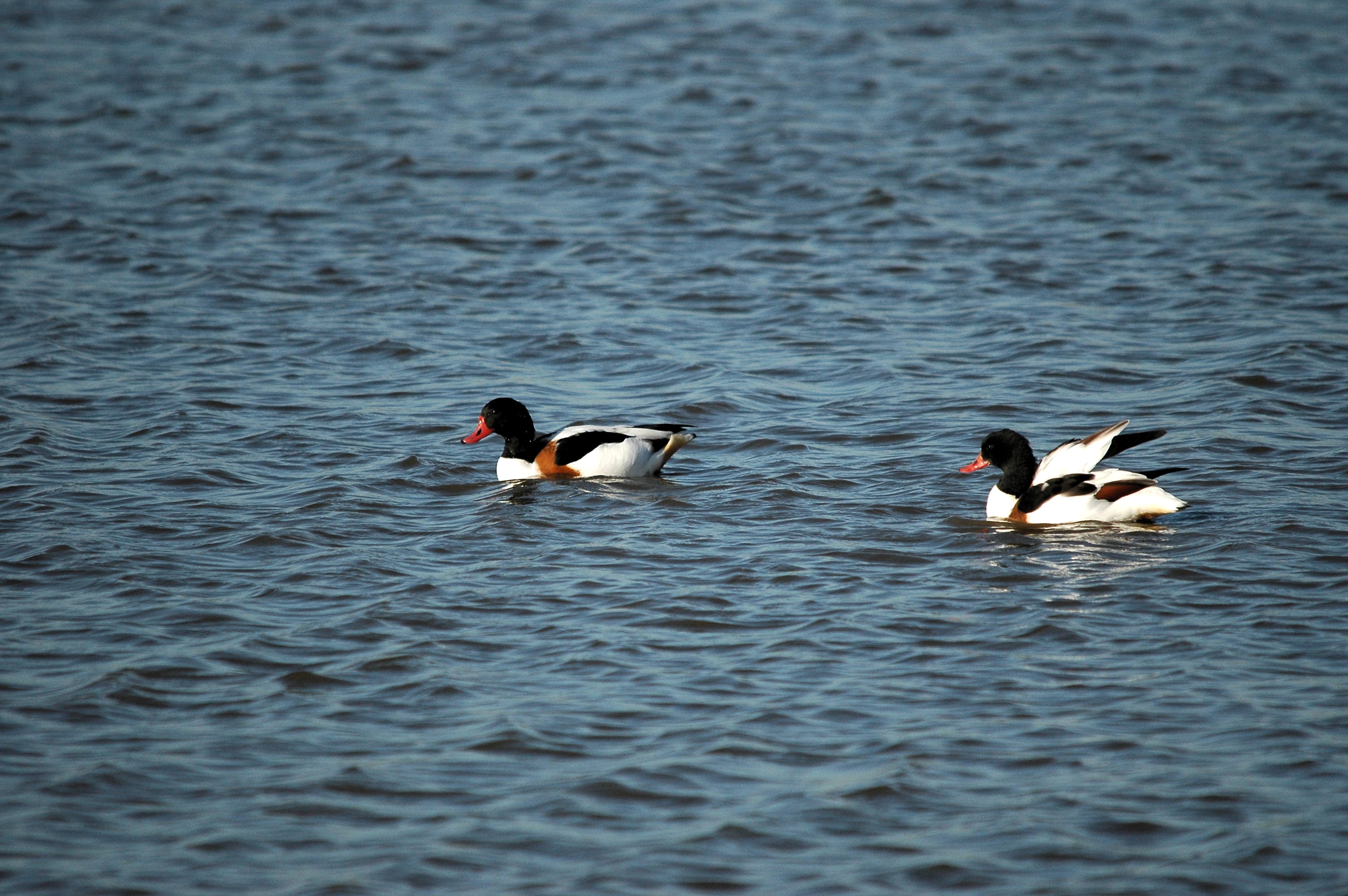 photos/wildlife/Bird_Species/029-Swans-Geese-Typical_ducks/0481-Common_Shelduck/DSC_3786.JPG