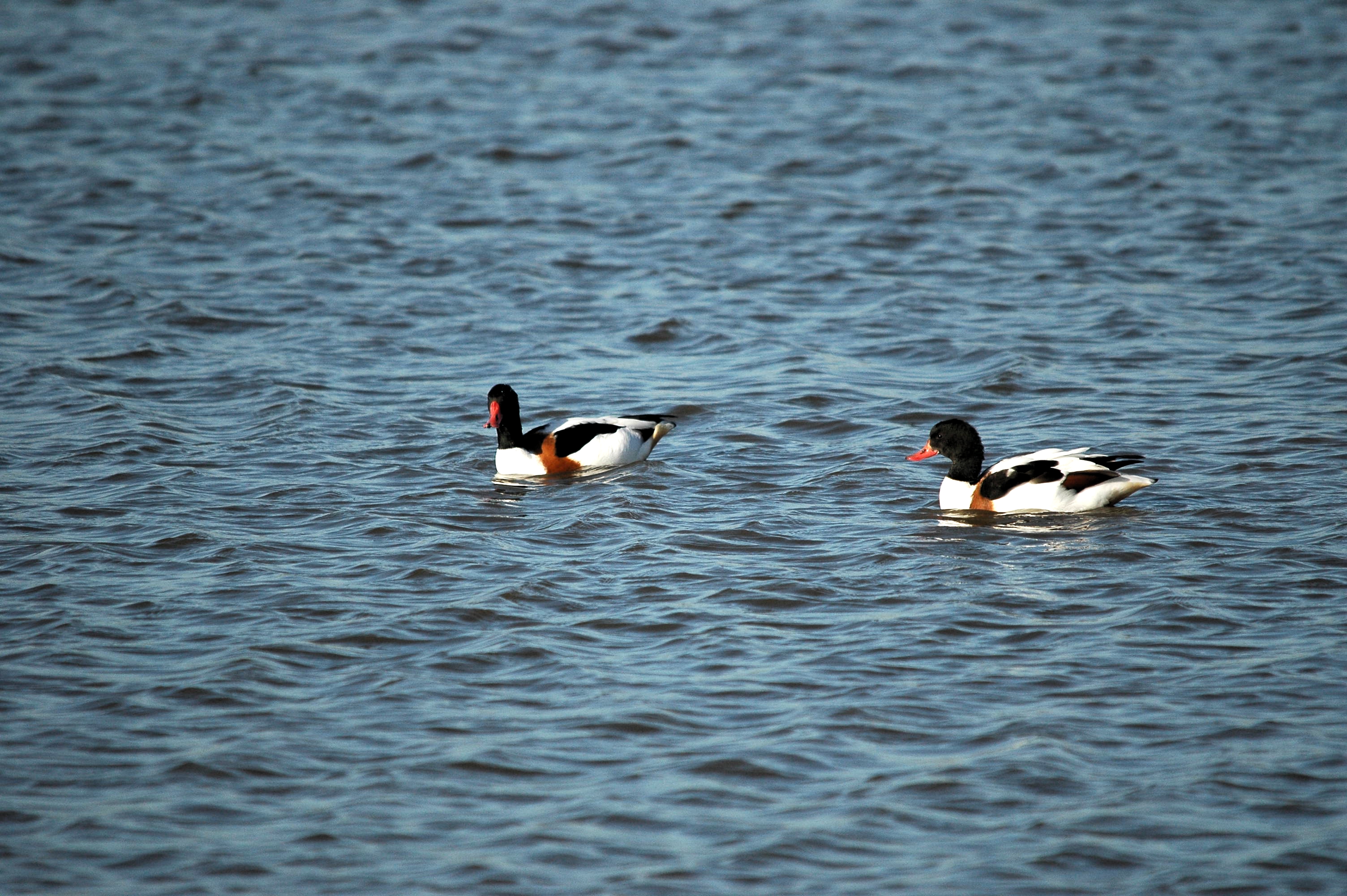 photos/wildlife/Bird_Species/029-Swans-Geese-Typical_ducks/0481-Common_Shelduck/DSC_3787.JPG