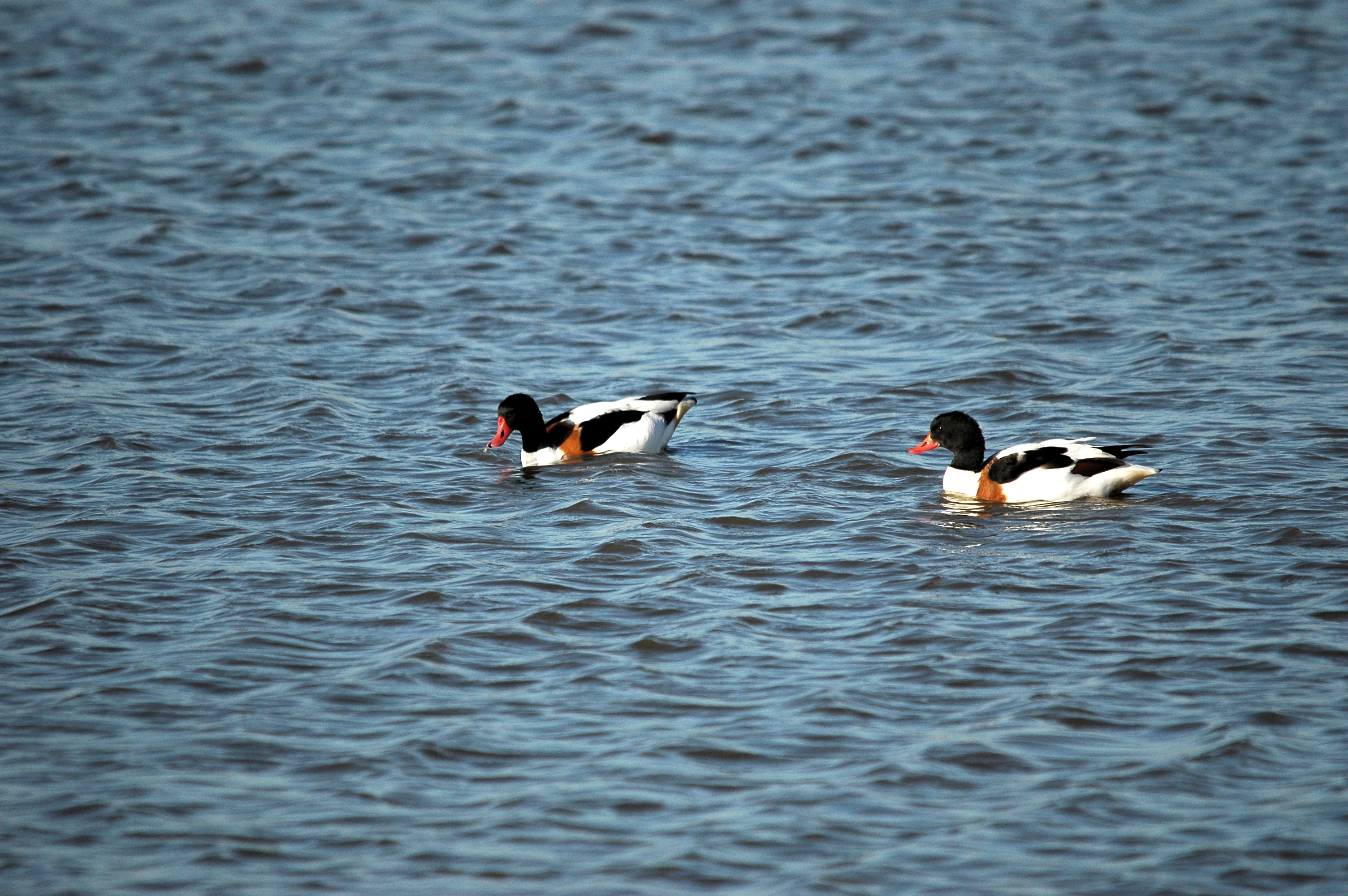 photos/wildlife/Bird_Species/029-Swans-Geese-Typical_ducks/0481-Common_Shelduck/DSC_3788.JPG