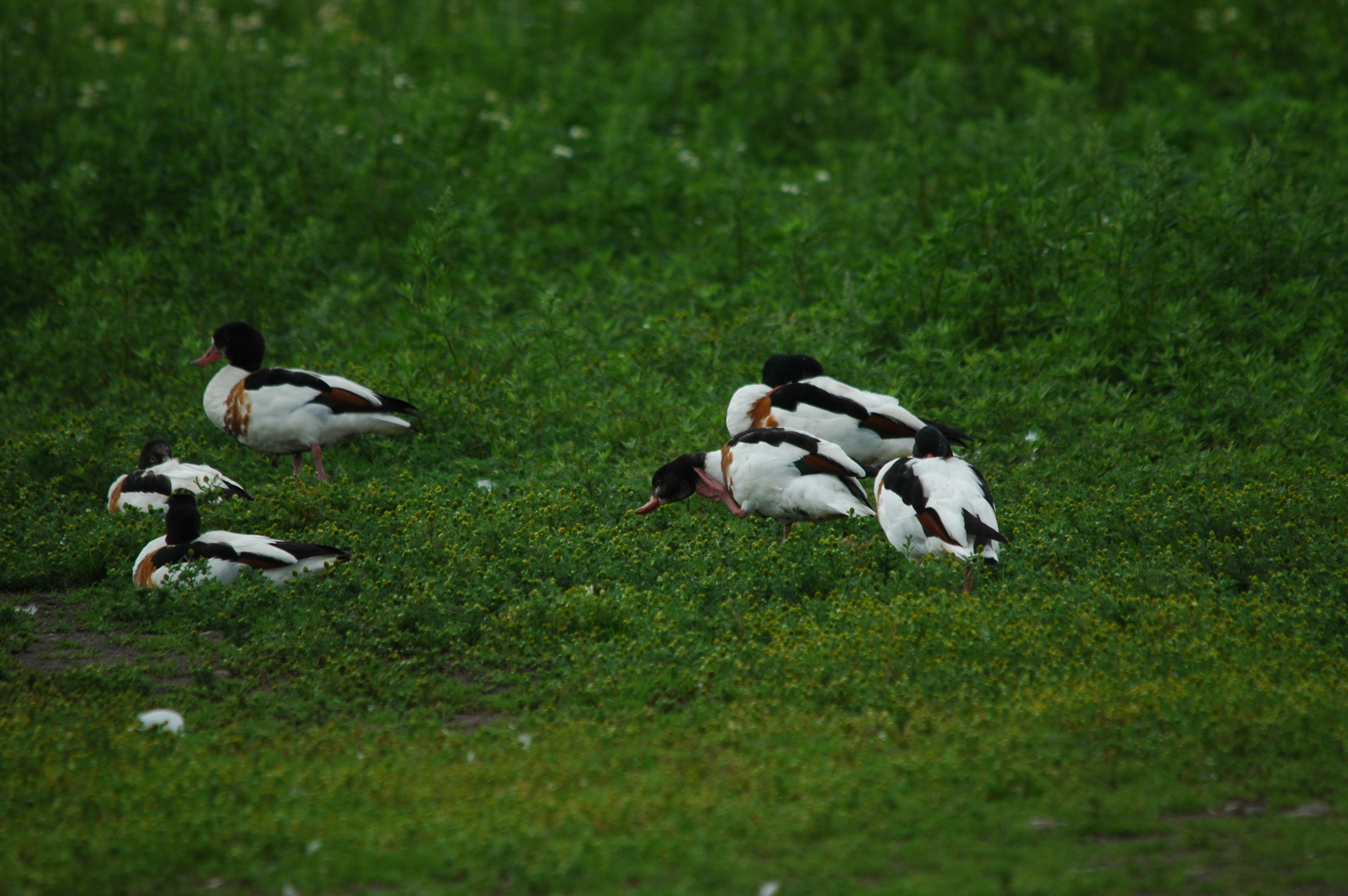 photos/wildlife/Bird_Species/029-Swans-Geese-Typical_ducks/0481-Common_Shelduck/DSC_6233.JPG