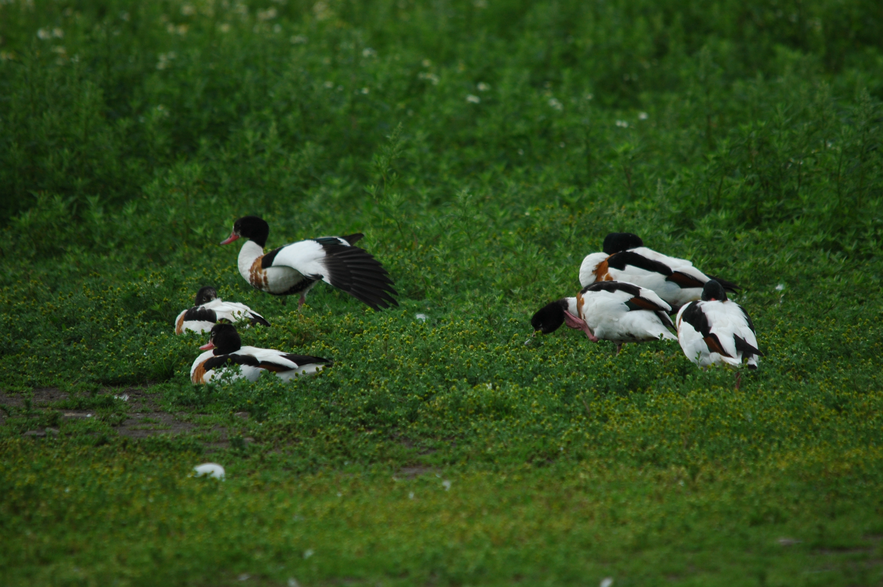 photos/wildlife/Bird_Species/029-Swans-Geese-Typical_ducks/0481-Common_Shelduck/DSC_6234.JPG