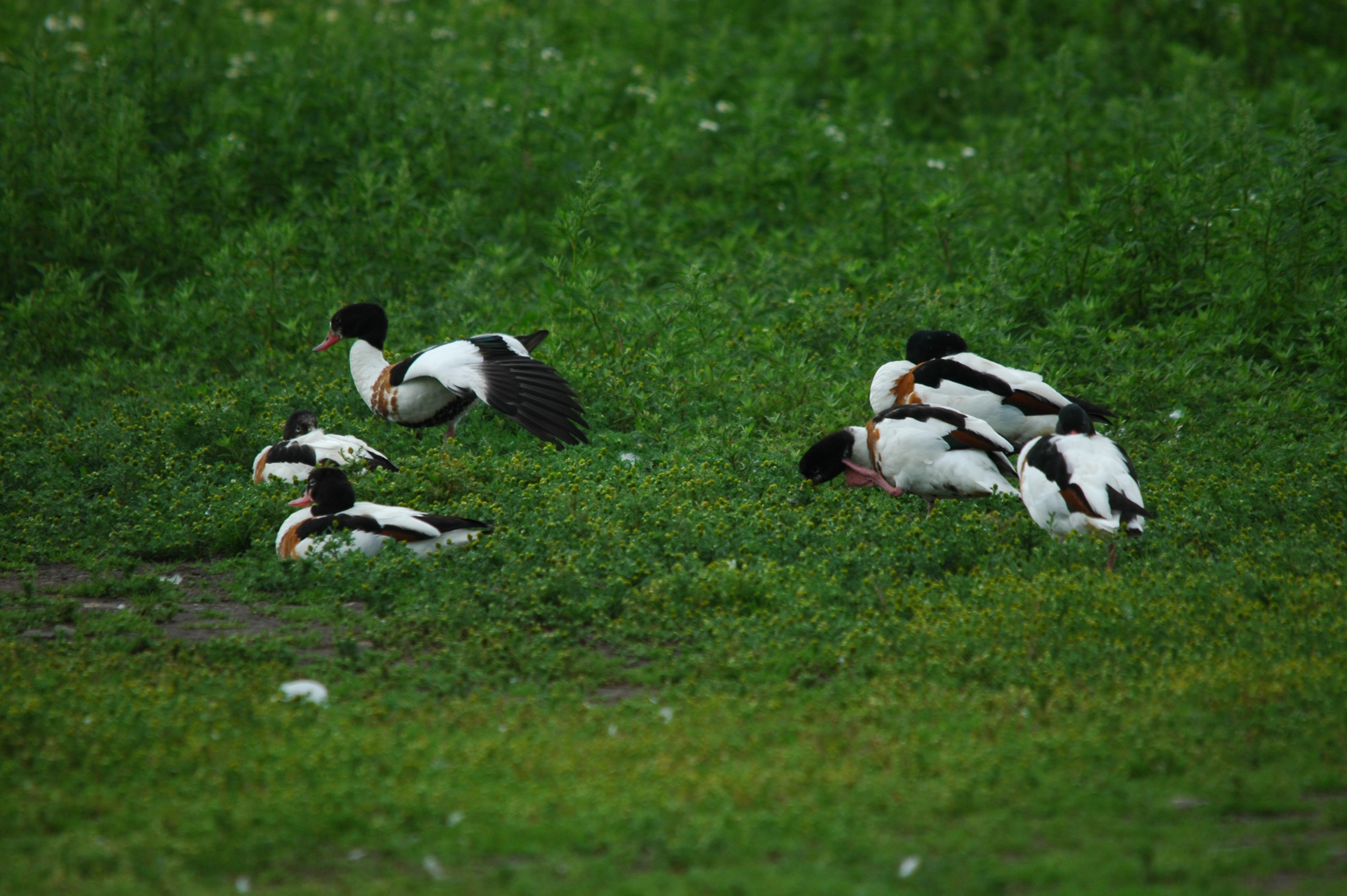 photos/wildlife/Bird_Species/029-Swans-Geese-Typical_ducks/0481-Common_Shelduck/DSC_6235.JPG