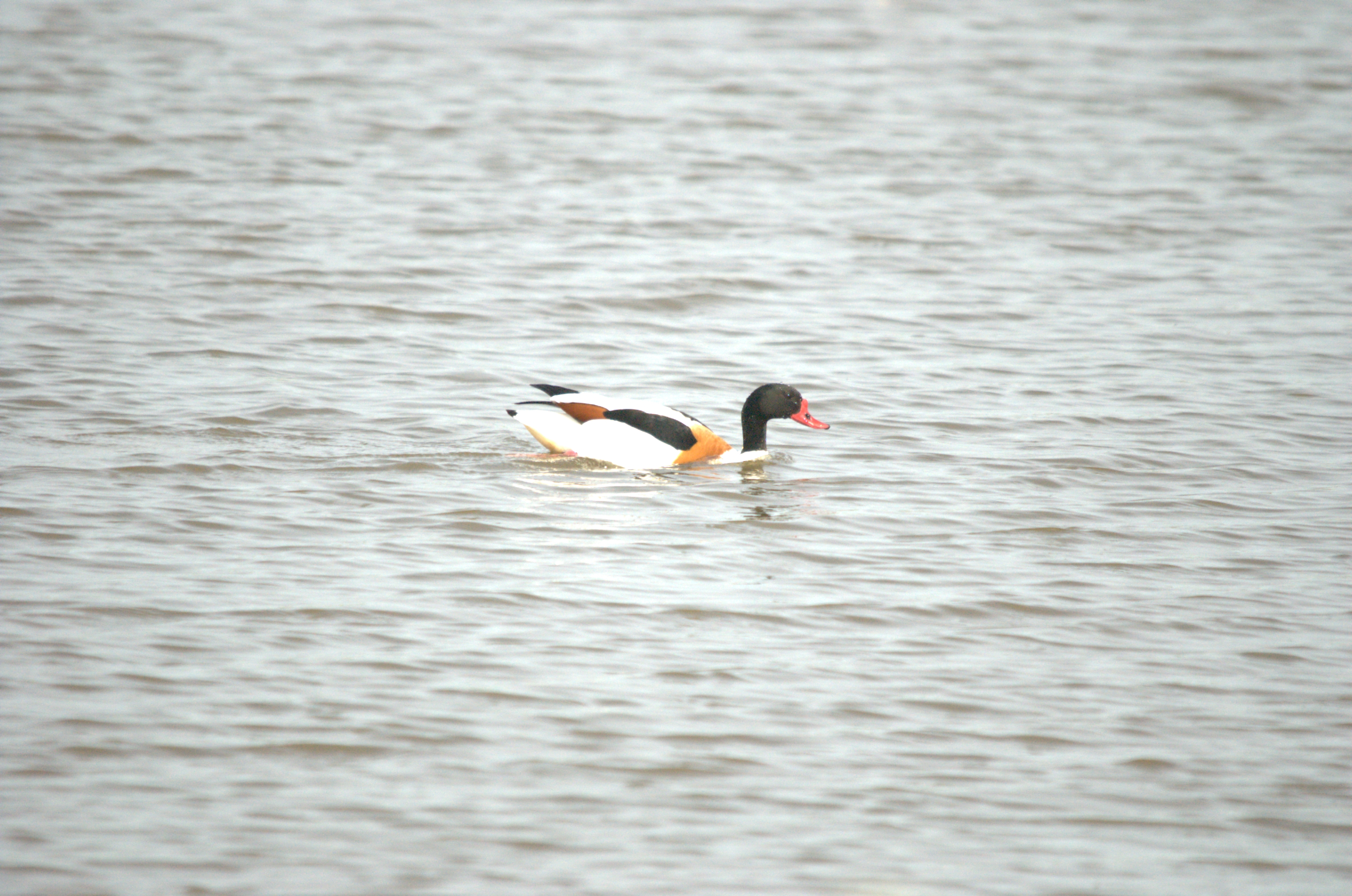 photos/wildlife/Bird_Species/029-Swans-Geese-Typical_ducks/0481-Common_Shelduck/dsc_2209.jpg