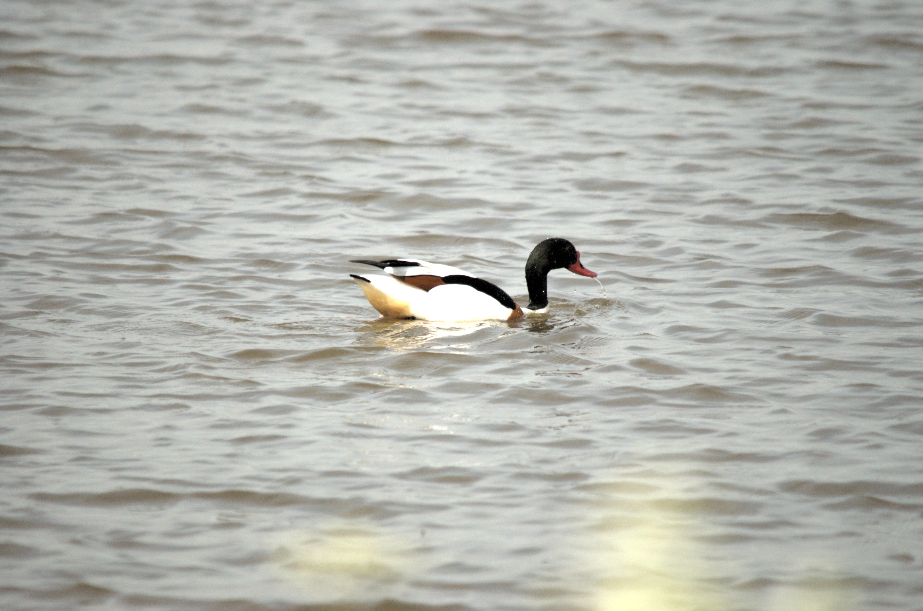 photos/wildlife/Bird_Species/029-Swans-Geese-Typical_ducks/0481-Common_Shelduck/dsc_2215.jpg