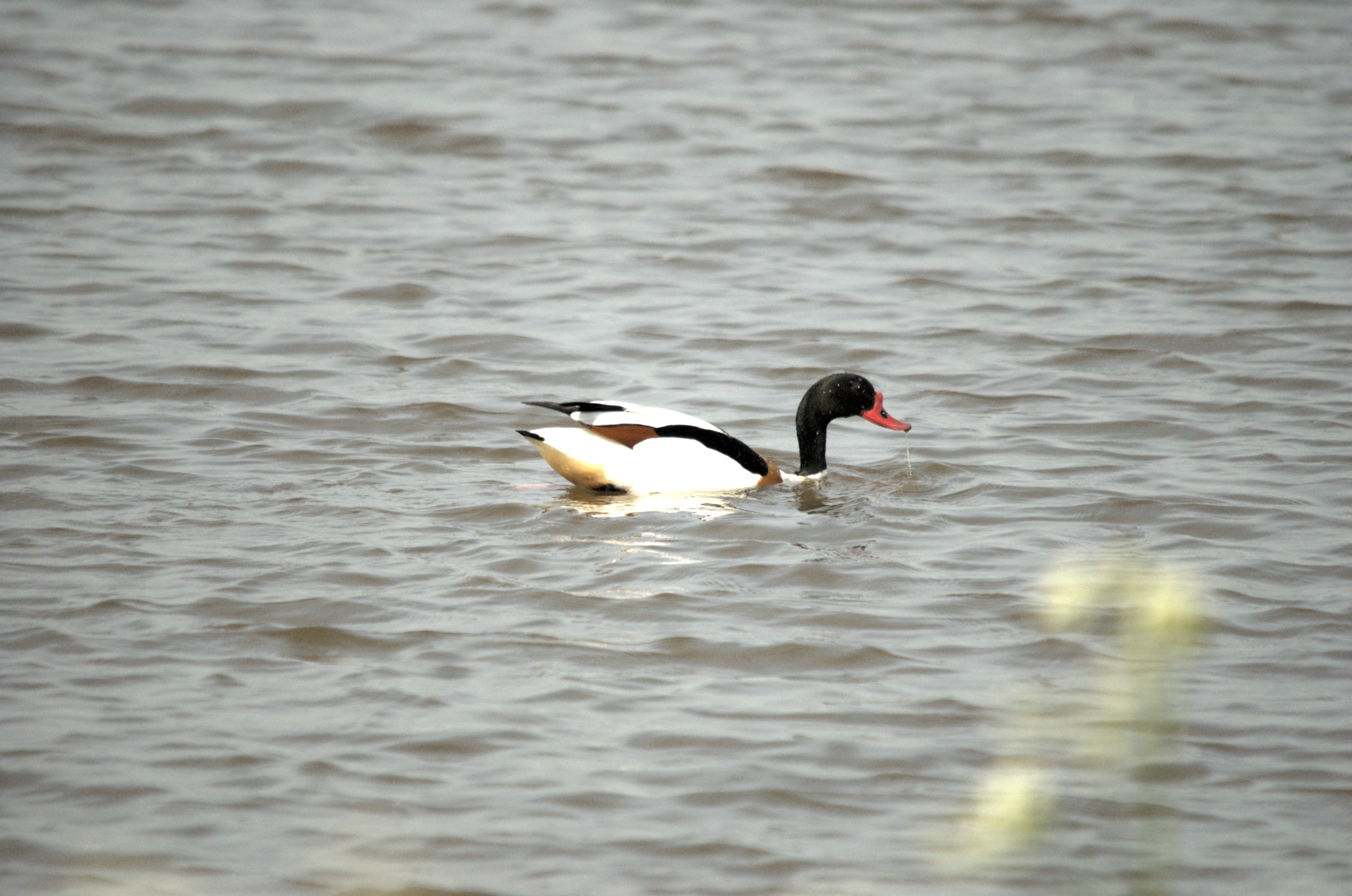 photos/wildlife/Bird_Species/029-Swans-Geese-Typical_ducks/0481-Common_Shelduck/dsc_2216.jpg