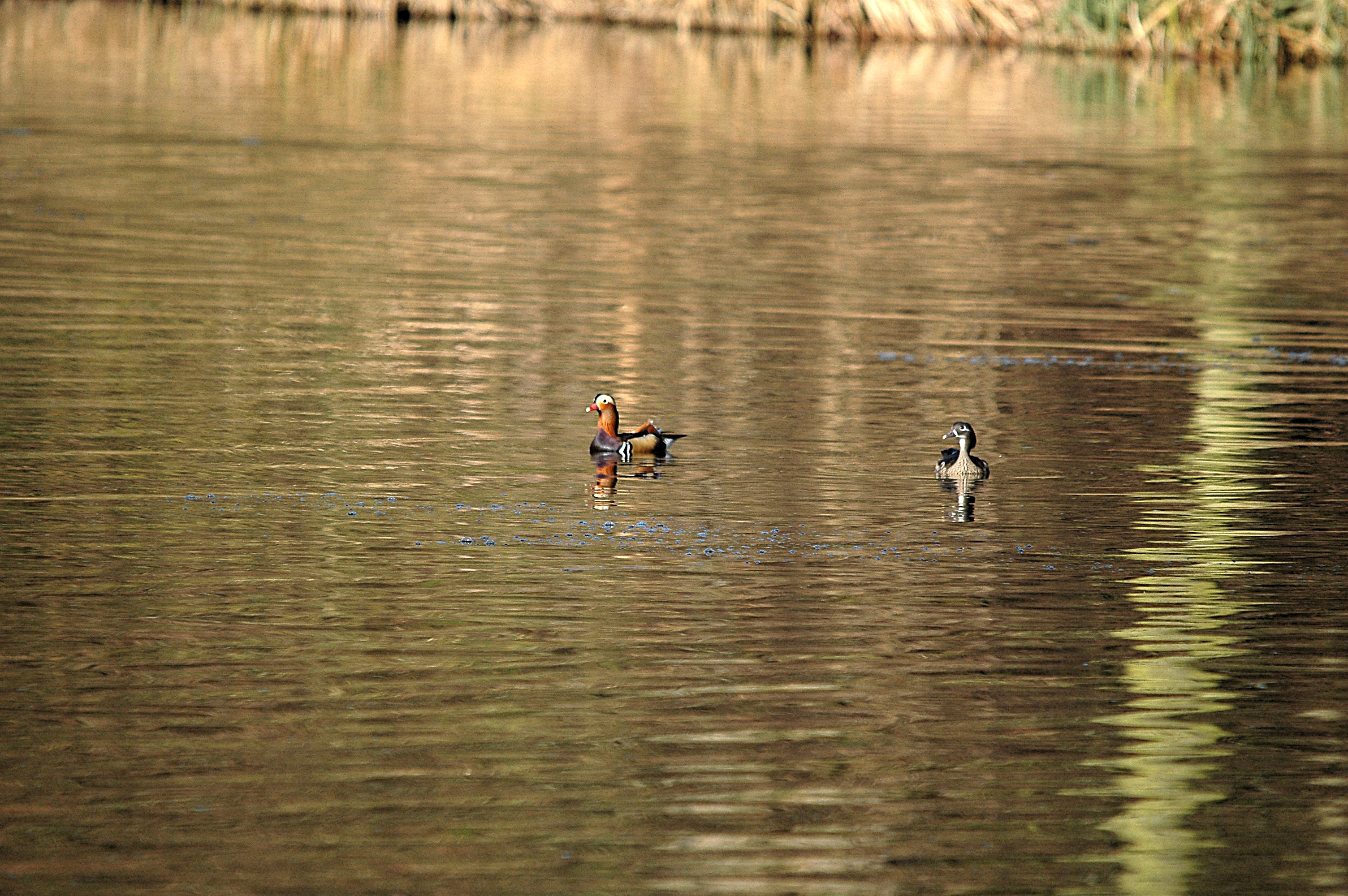 photos/wildlife/Bird_Species/029-Swans-Geese-Typical_ducks/0498-Mandarin_Duck/DSC_4897.JPG