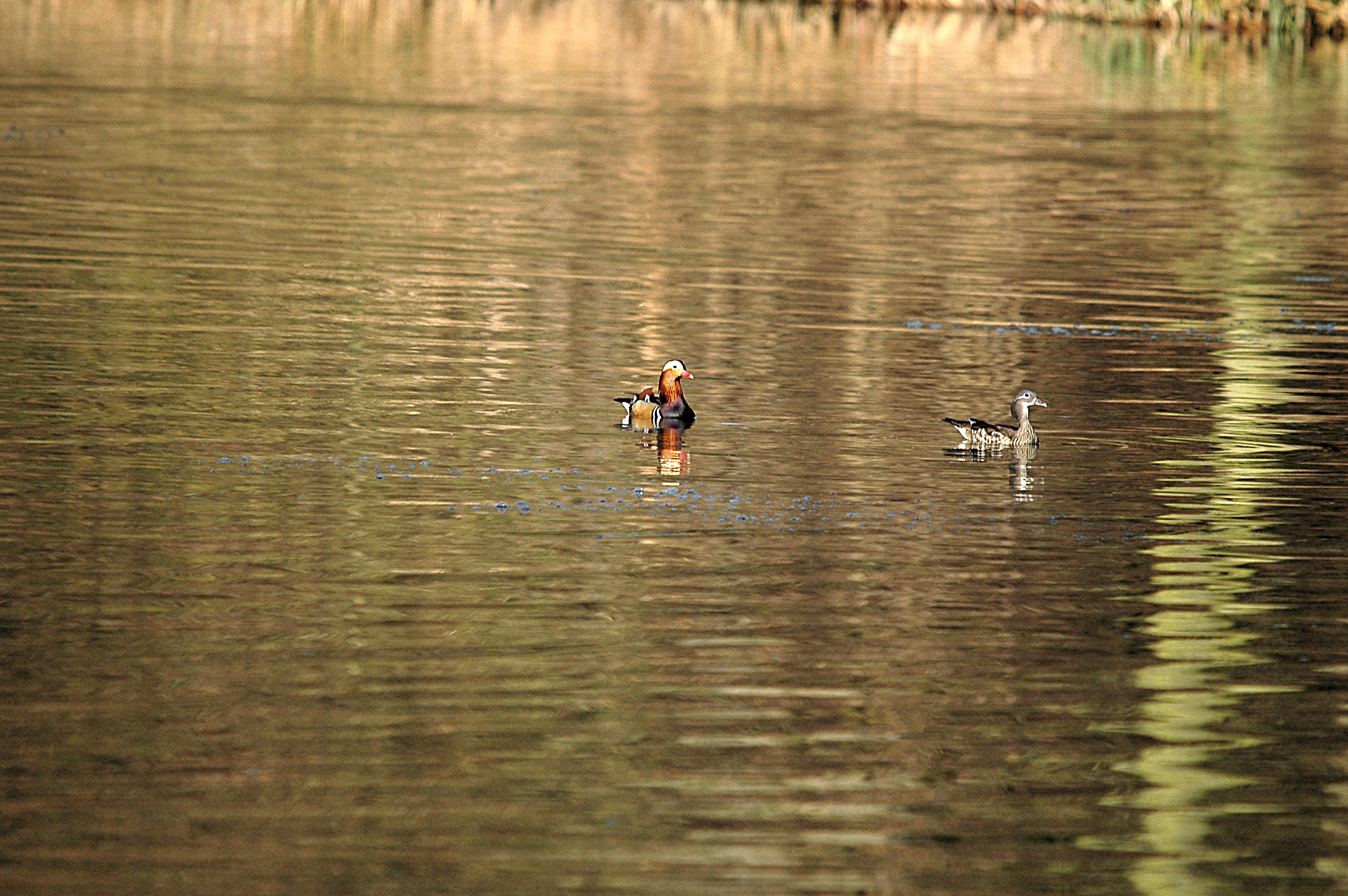 photos/wildlife/Bird_Species/029-Swans-Geese-Typical_ducks/0498-Mandarin_Duck/DSC_4898.JPG