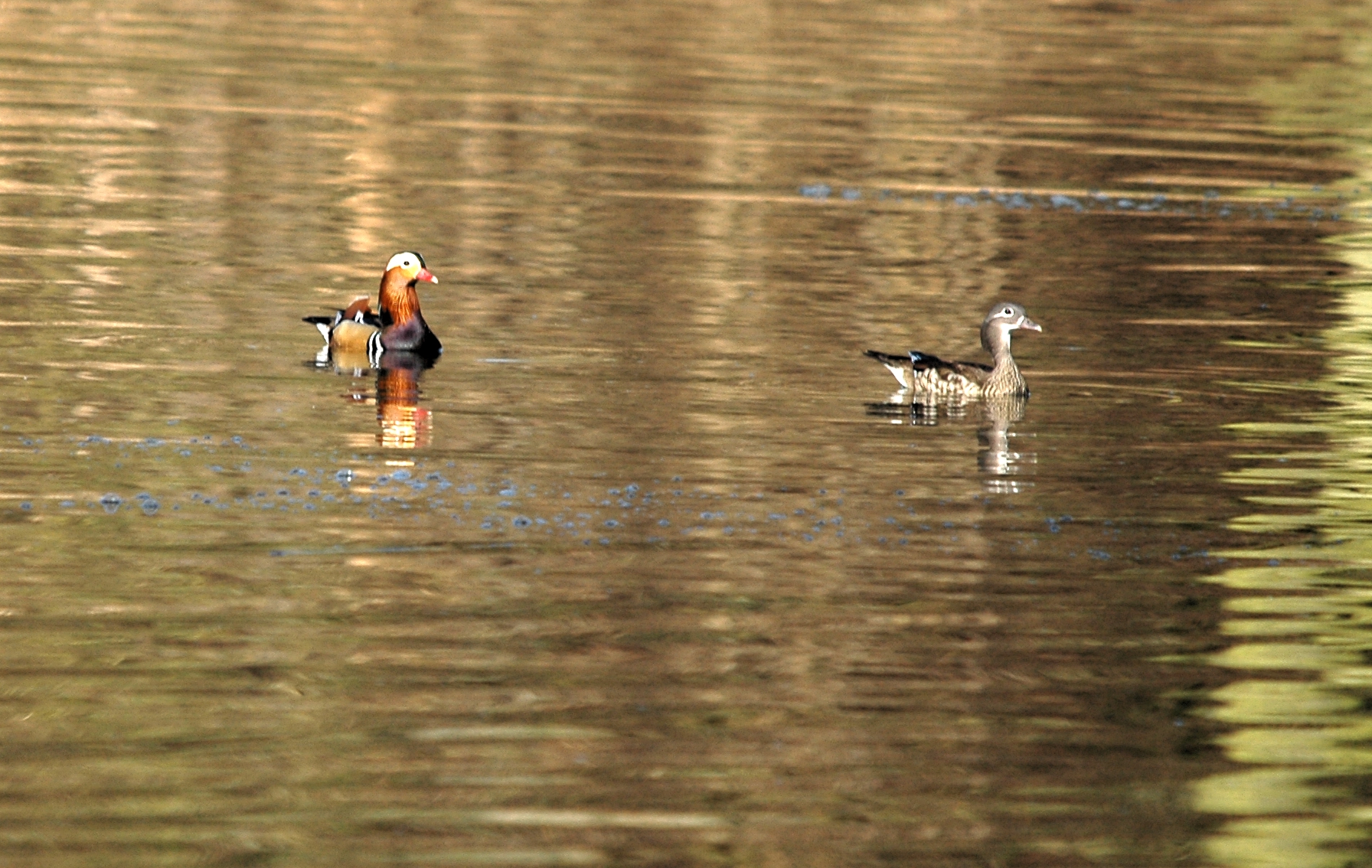 photos/wildlife/Bird_Species/029-Swans-Geese-Typical_ducks/0498-Mandarin_Duck/DSC_4898_sm.JPG