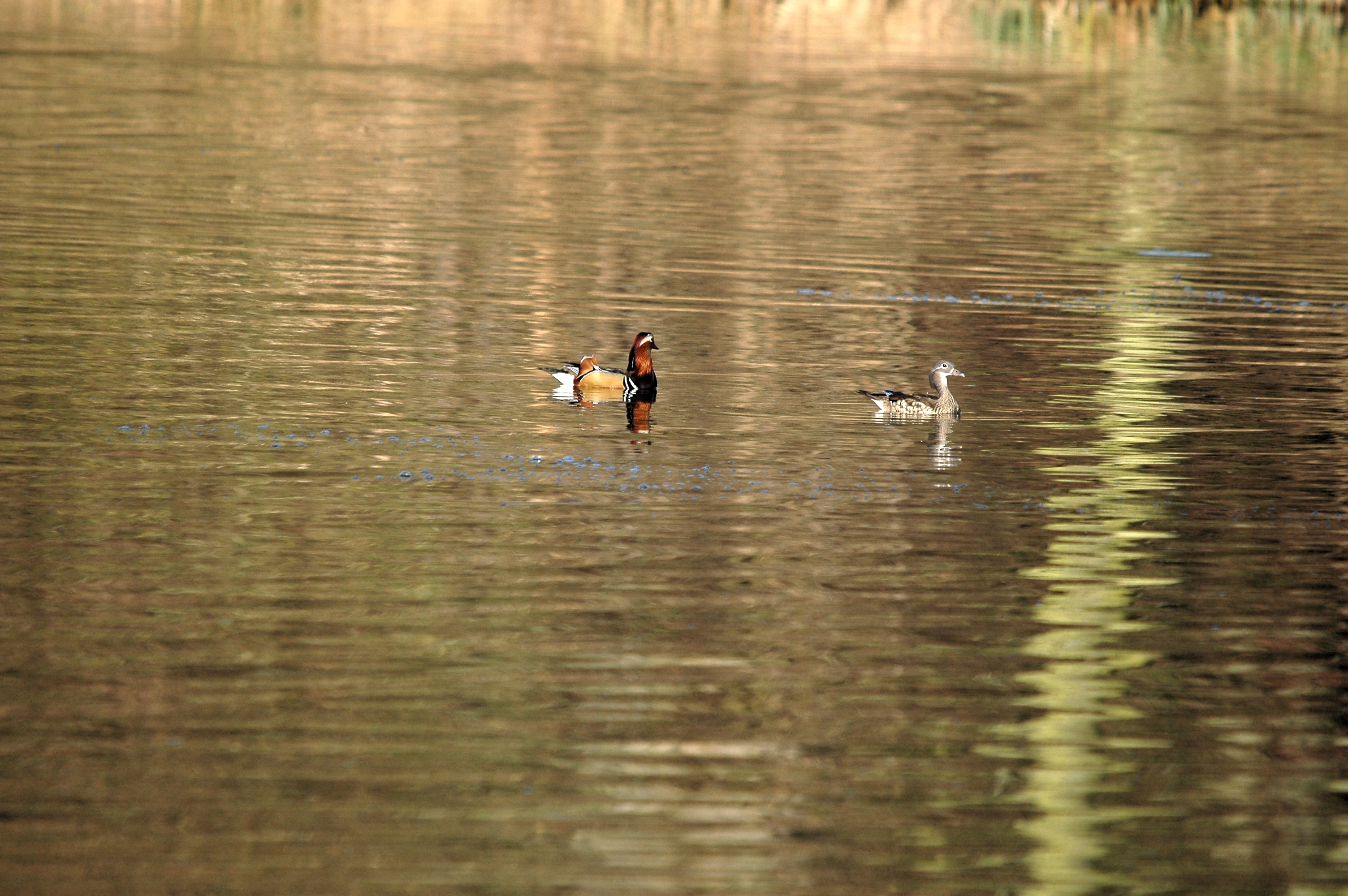 photos/wildlife/Bird_Species/029-Swans-Geese-Typical_ducks/0498-Mandarin_Duck/DSC_4899.JPG